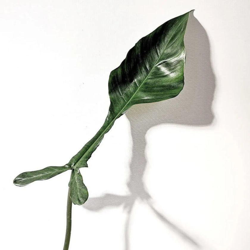 Nahaufnahme eines Blatts von Philodendron x joepii vor weißem Hintergrund.