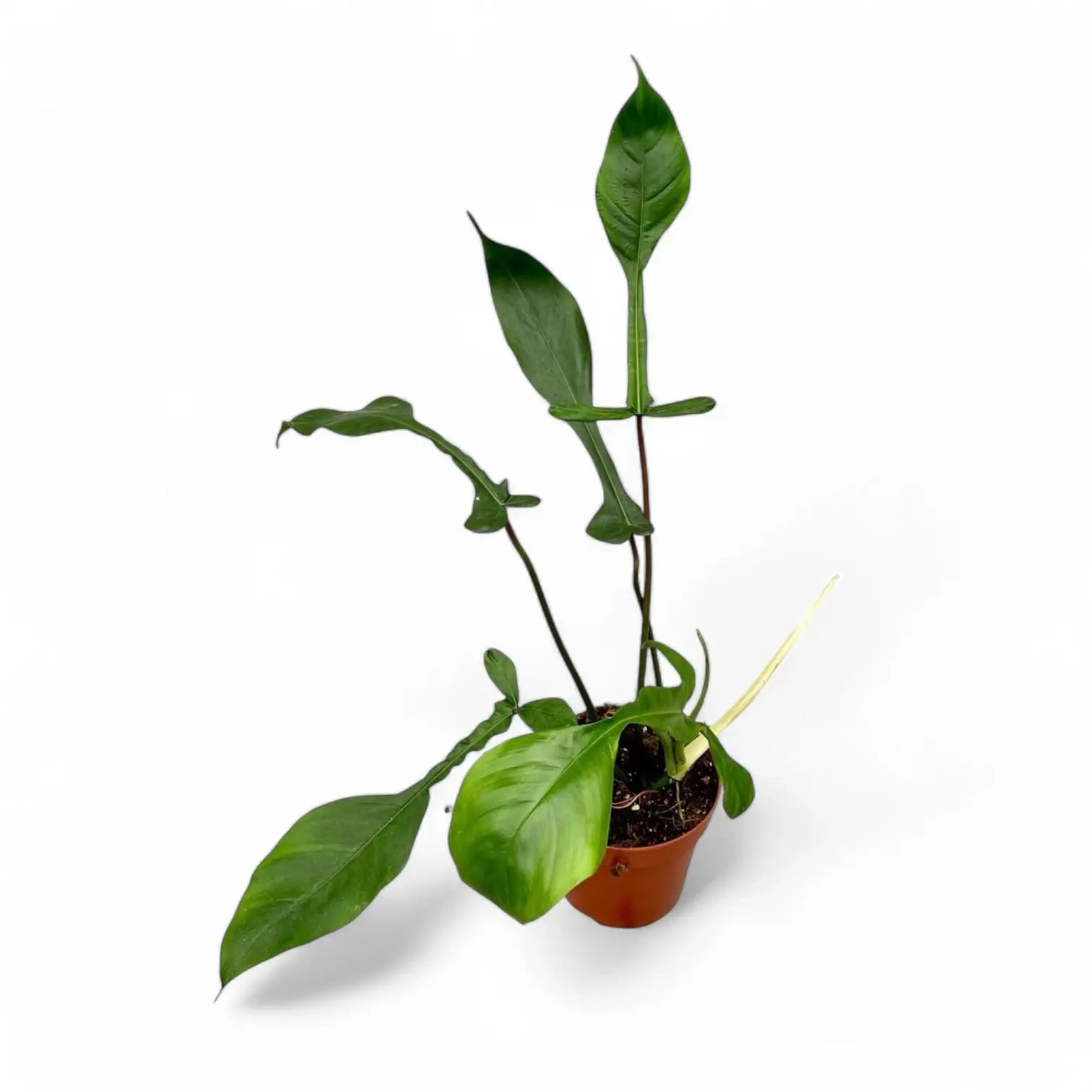Philodendron x joepii potted plant in nursery pot on white background.