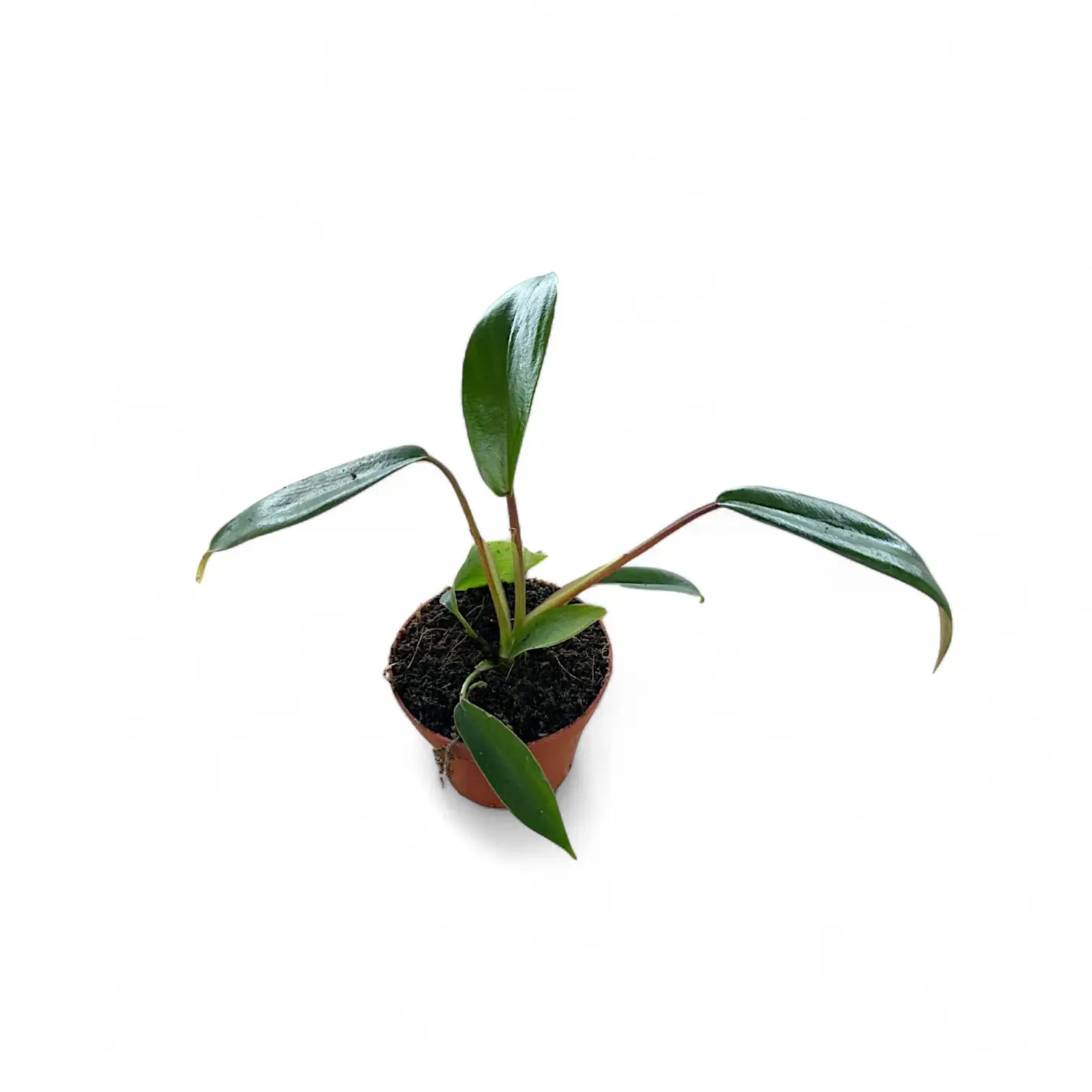 Philodendron x joepii potted plant in nursery pot on white background.