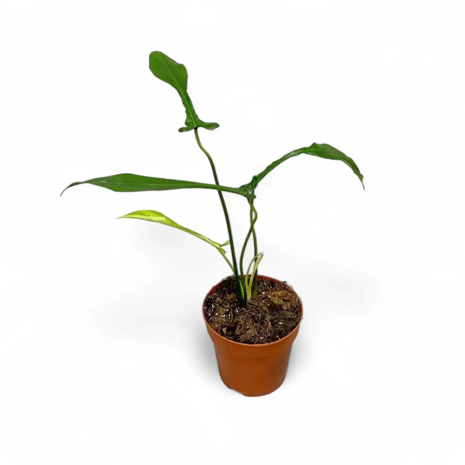 Philodendron x joepii potted plant in nursery pot on white background.