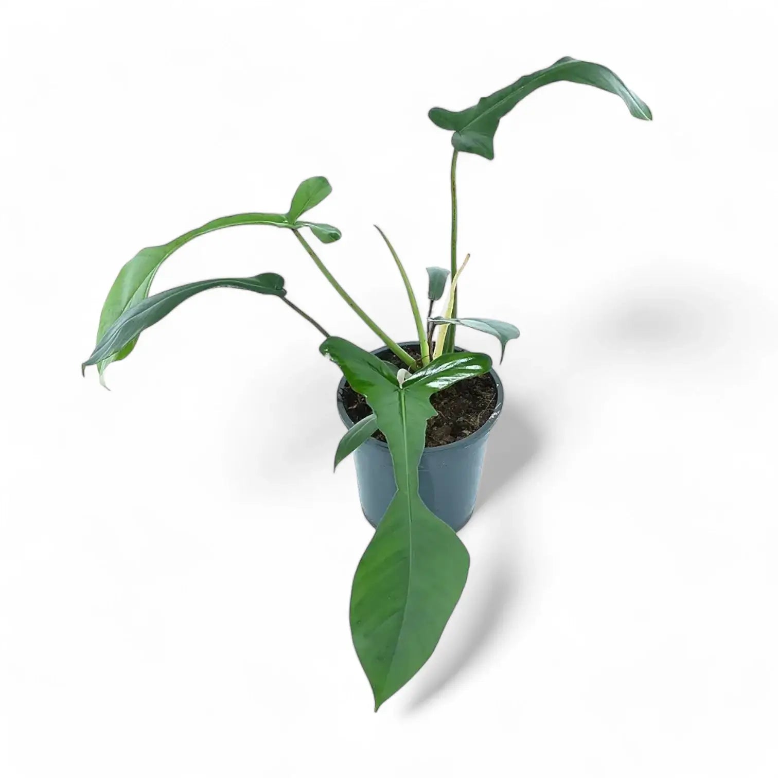 Philodendron x joepii potted plant in nursery pot on white background.