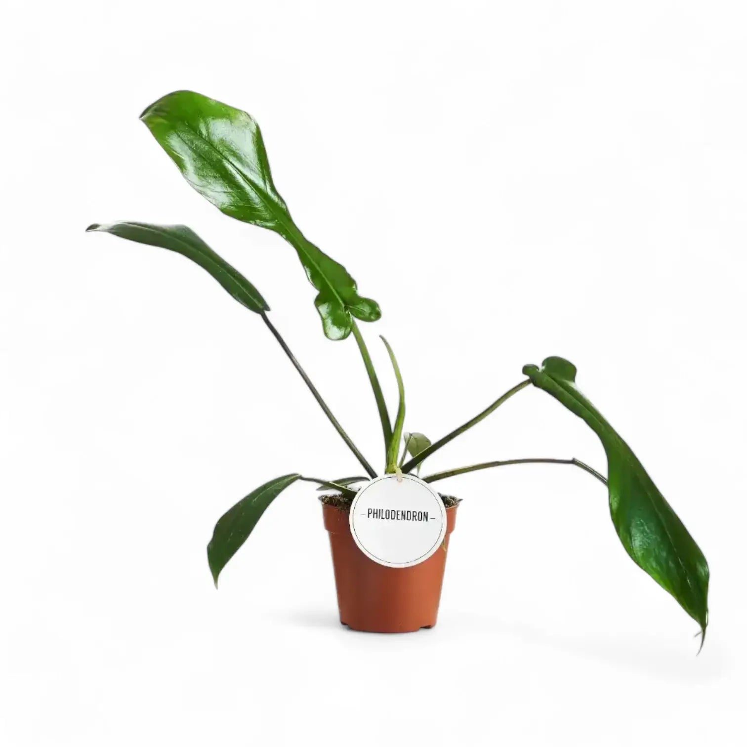Philodendron x joepii potted plant in nursery pot on white background.