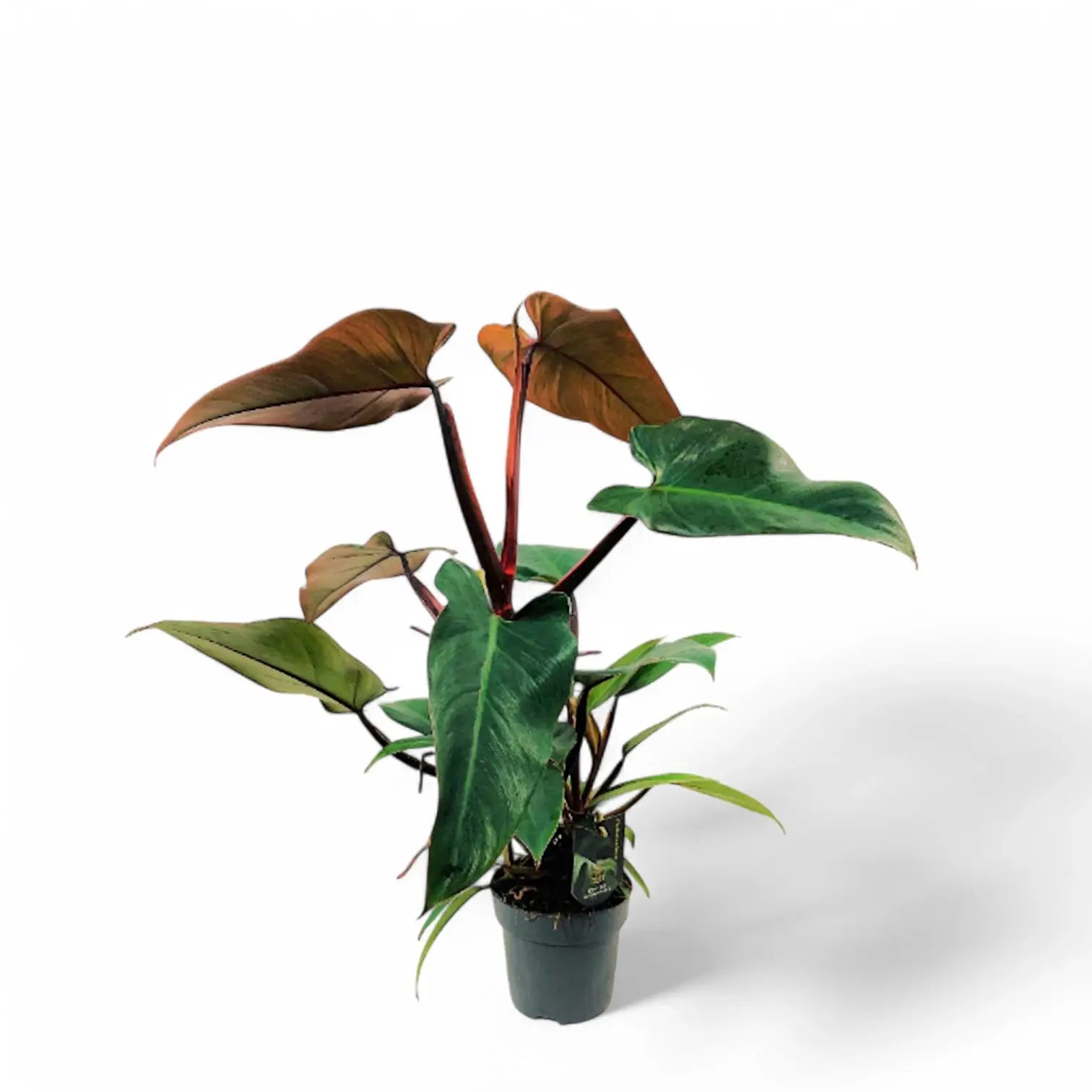 Philodendron x mandaianum potted plant in nursery pot on white background.