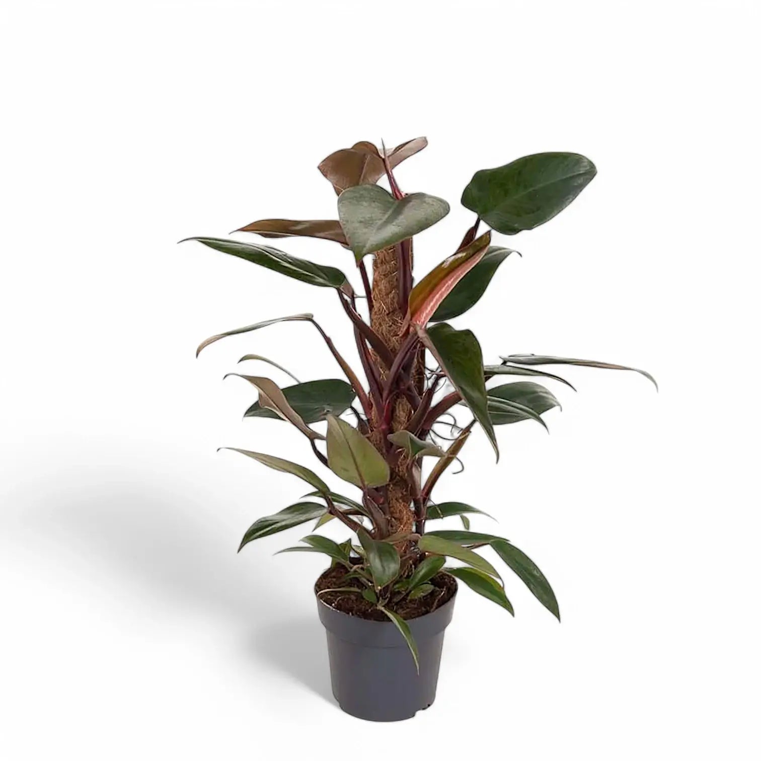 Philodendron x mandaianum potted plant in nursery pot on white background.