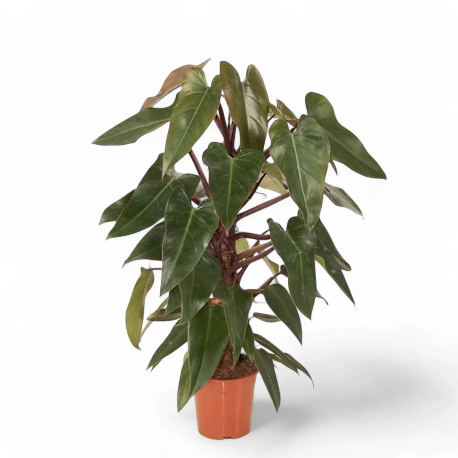 Philodendron x mandaianum potted plant in nursery pot on white background.