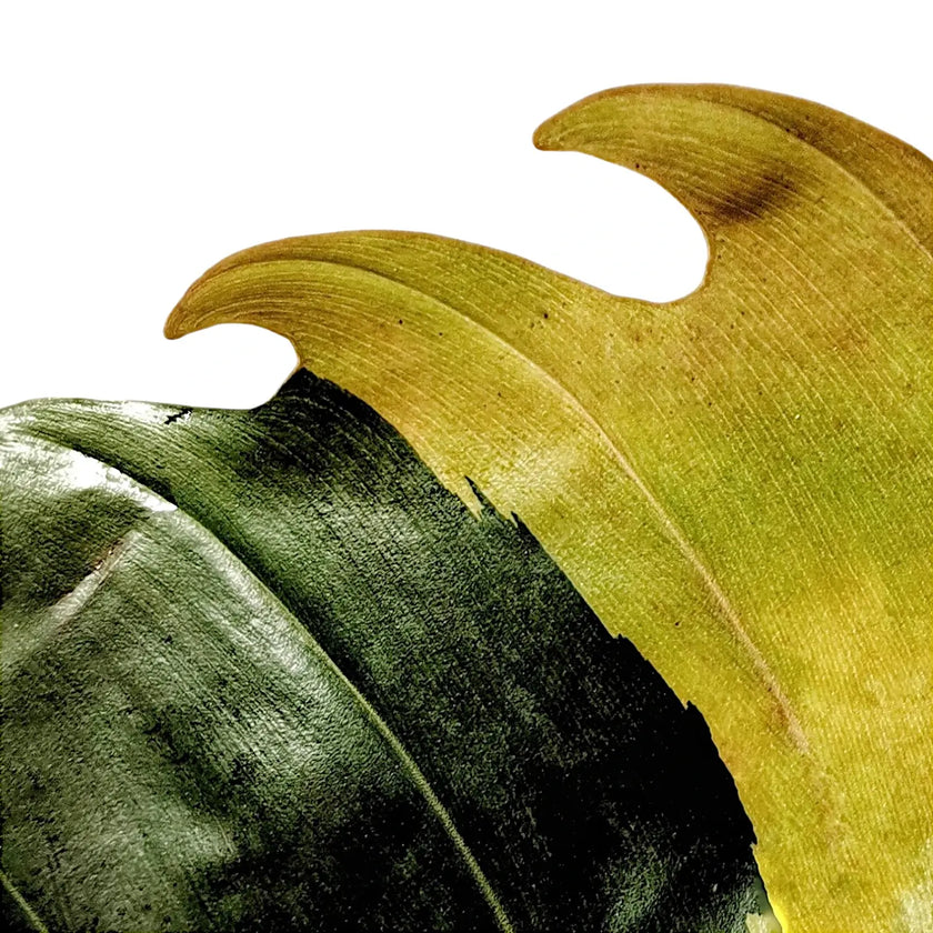 Nahaufnahme eines Blatts von Philodendron x serratum 'Caramel marble' vor weißem Hintergrund.