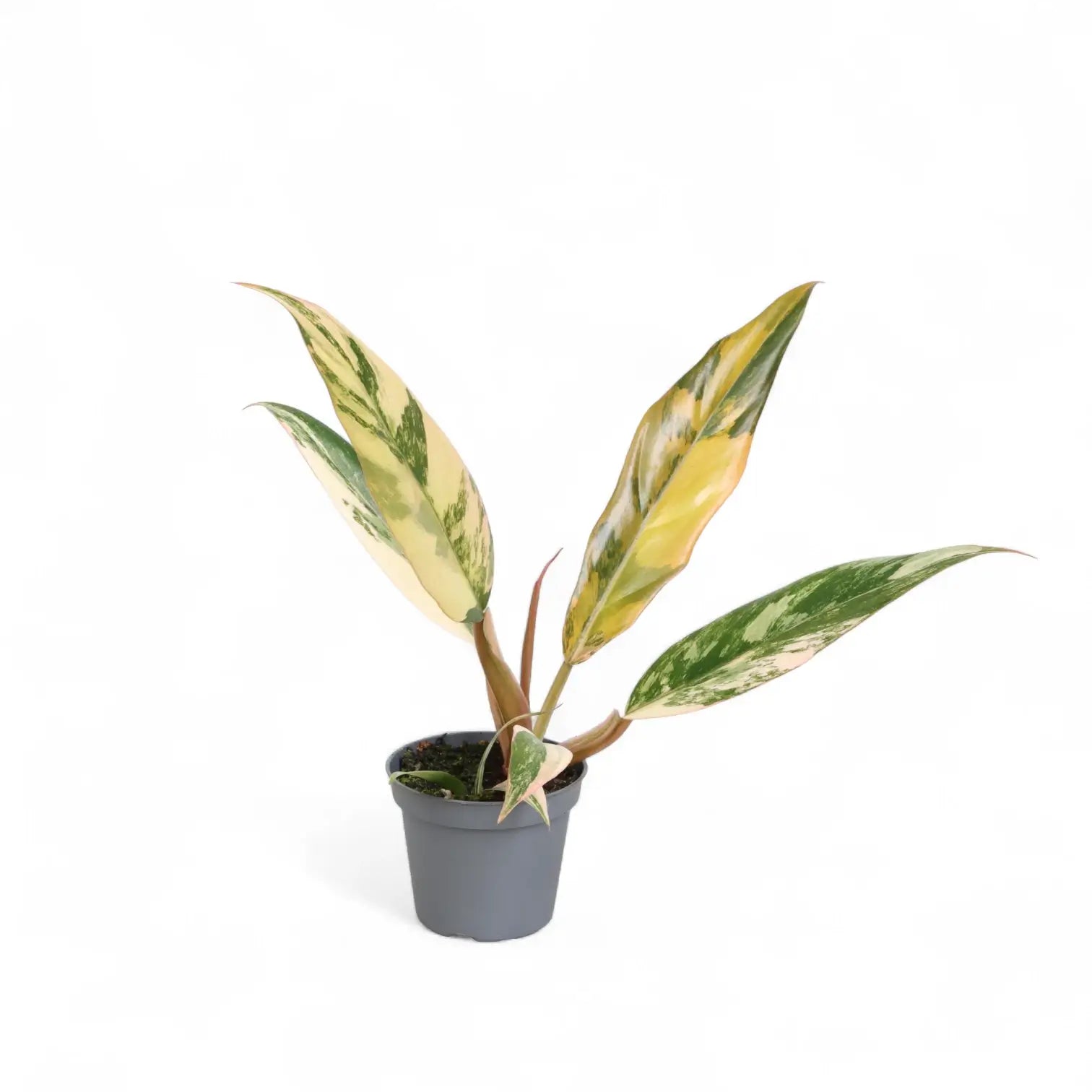 Philodendron x serratum 'Caramel marble' potted plant in nursery pot on white background.