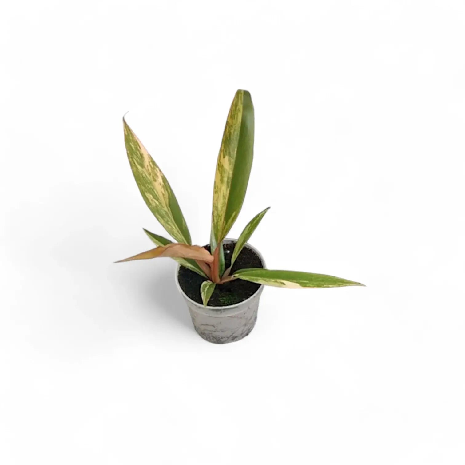 Philodendron x serratum 'Caramel marble' potted plant in nursery pot on white background.