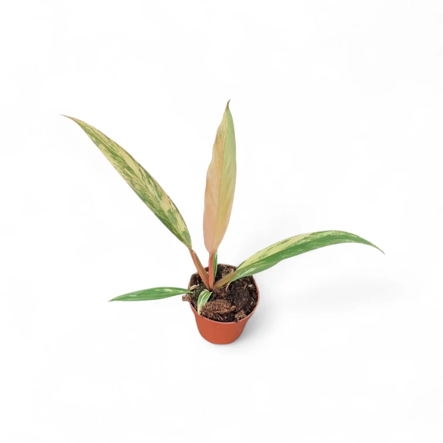 Philodendron x serratum 'Caramel marble' potted plant in nursery pot on white background.