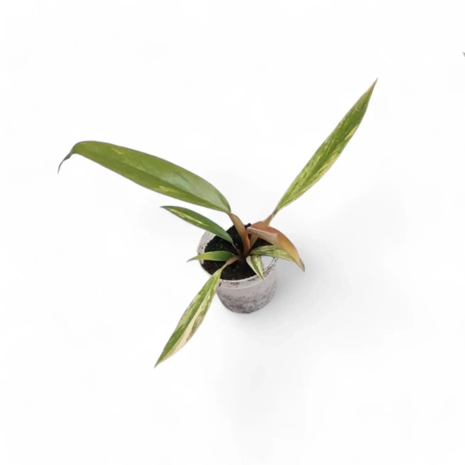 Philodendron x serratum 'Caramel marble' potted plant in nursery pot on white background.