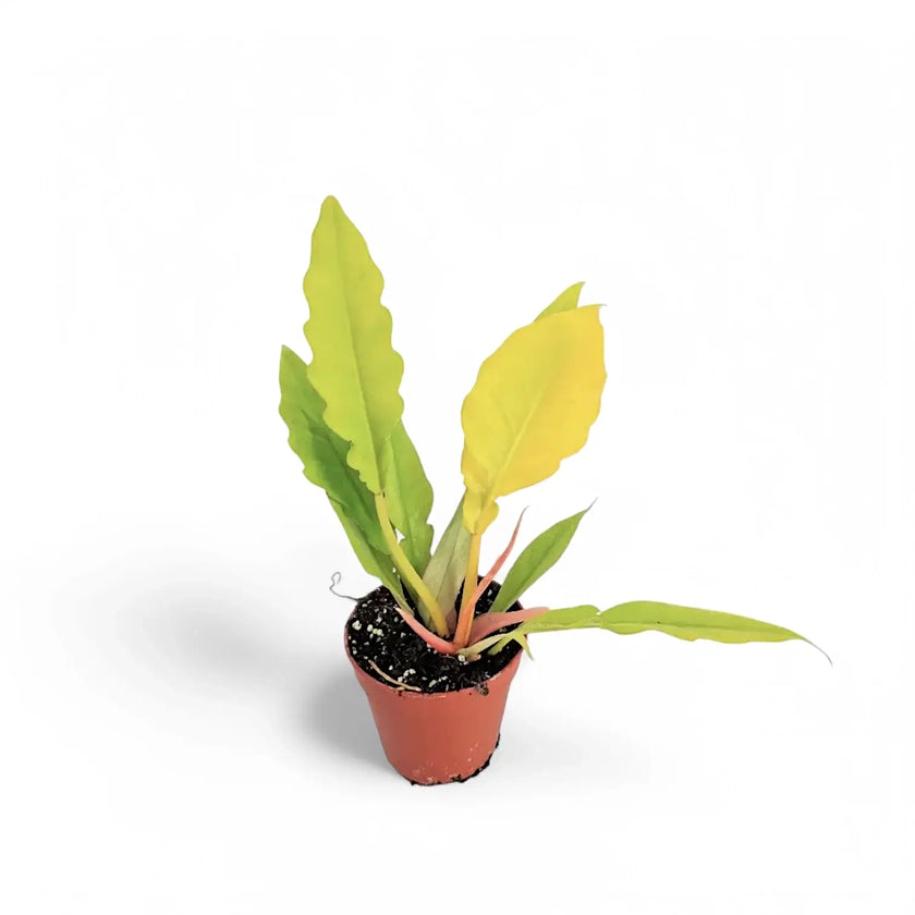 Philodendron x serratum 'Golden saw' ('Gergaji Golden') Zimmerpflanze im Anzuchttopf vor weißem Hintergrund, Produktfoto 2.