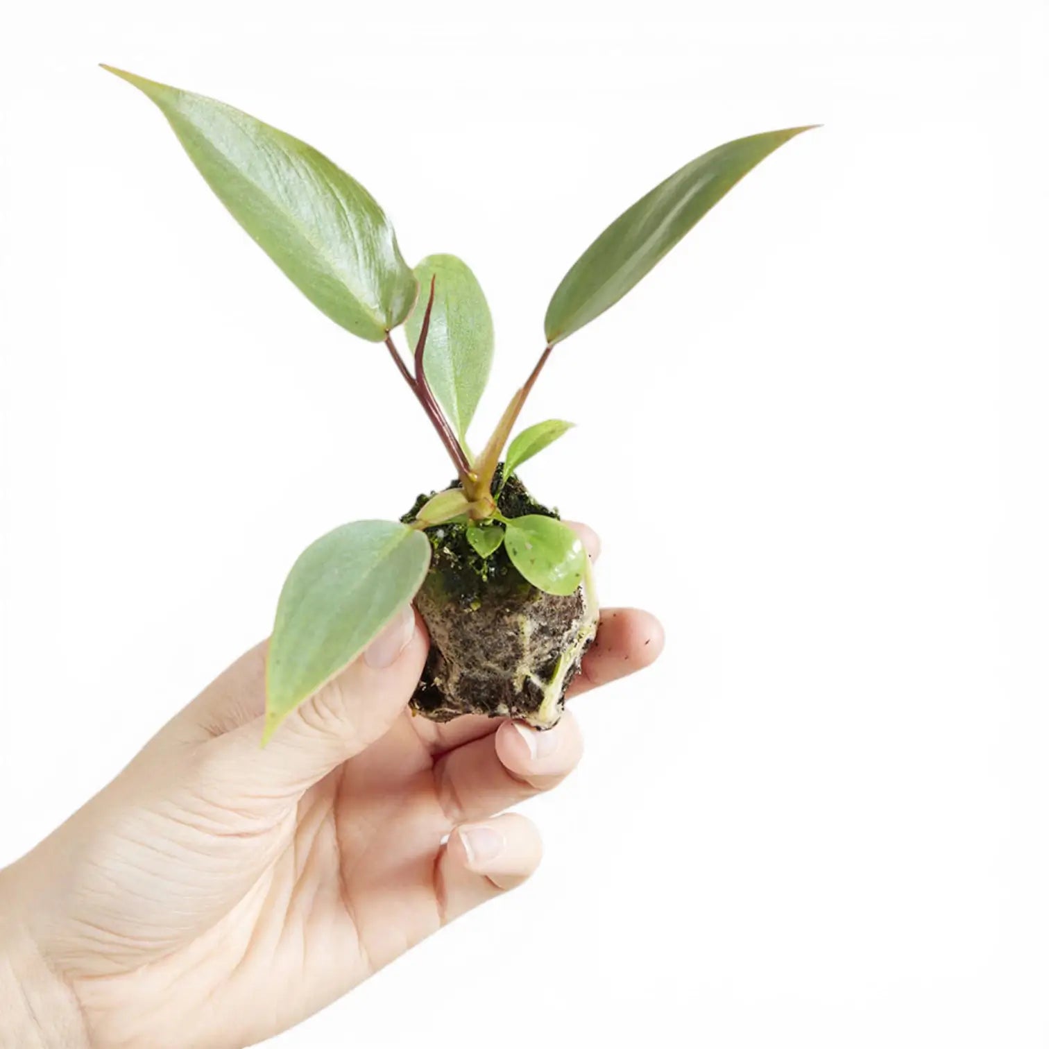 Philodendron atabapoense