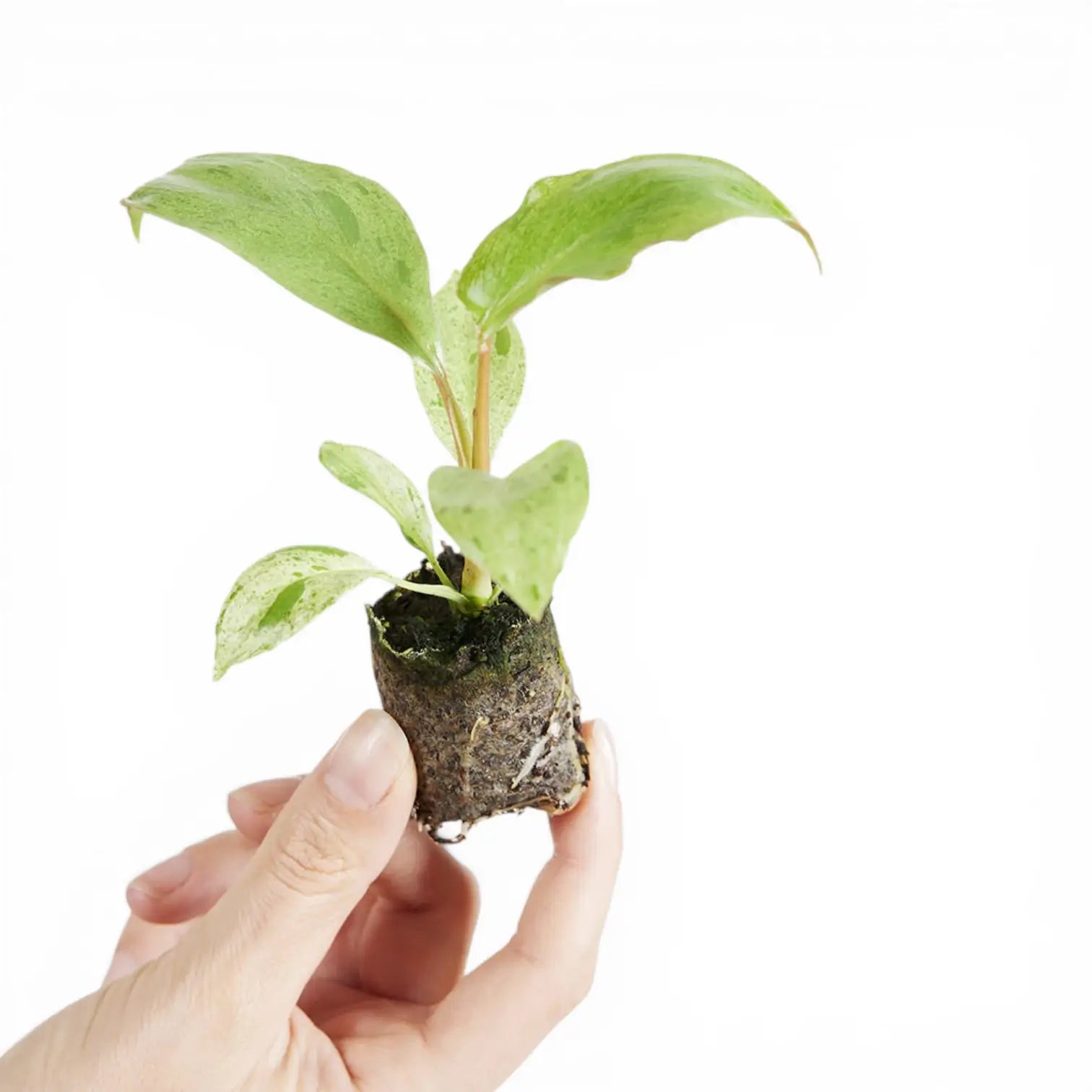 Philodendron 'Paraiso verde' potted plant in nursery pot on white background.