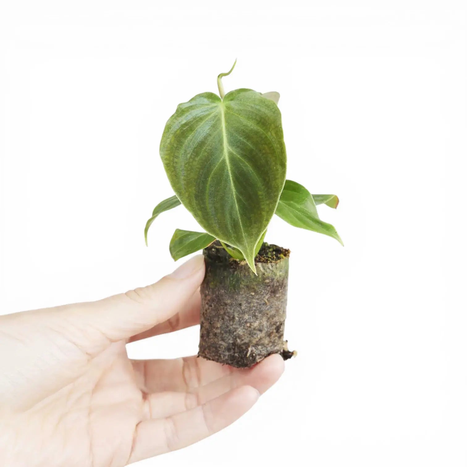 Philodendron 'Splendid' (verrucosum x melanochrysum) potted plant in nursery pot on white background.