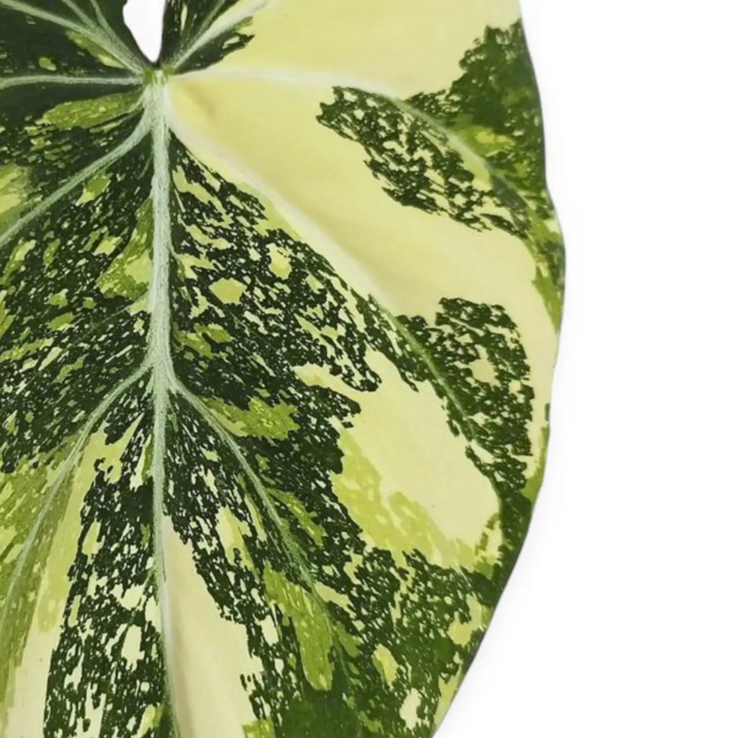 Philodendron gloriosum variegata als Topfpflanze im Kulturtopf vor weißem Hintergrund.