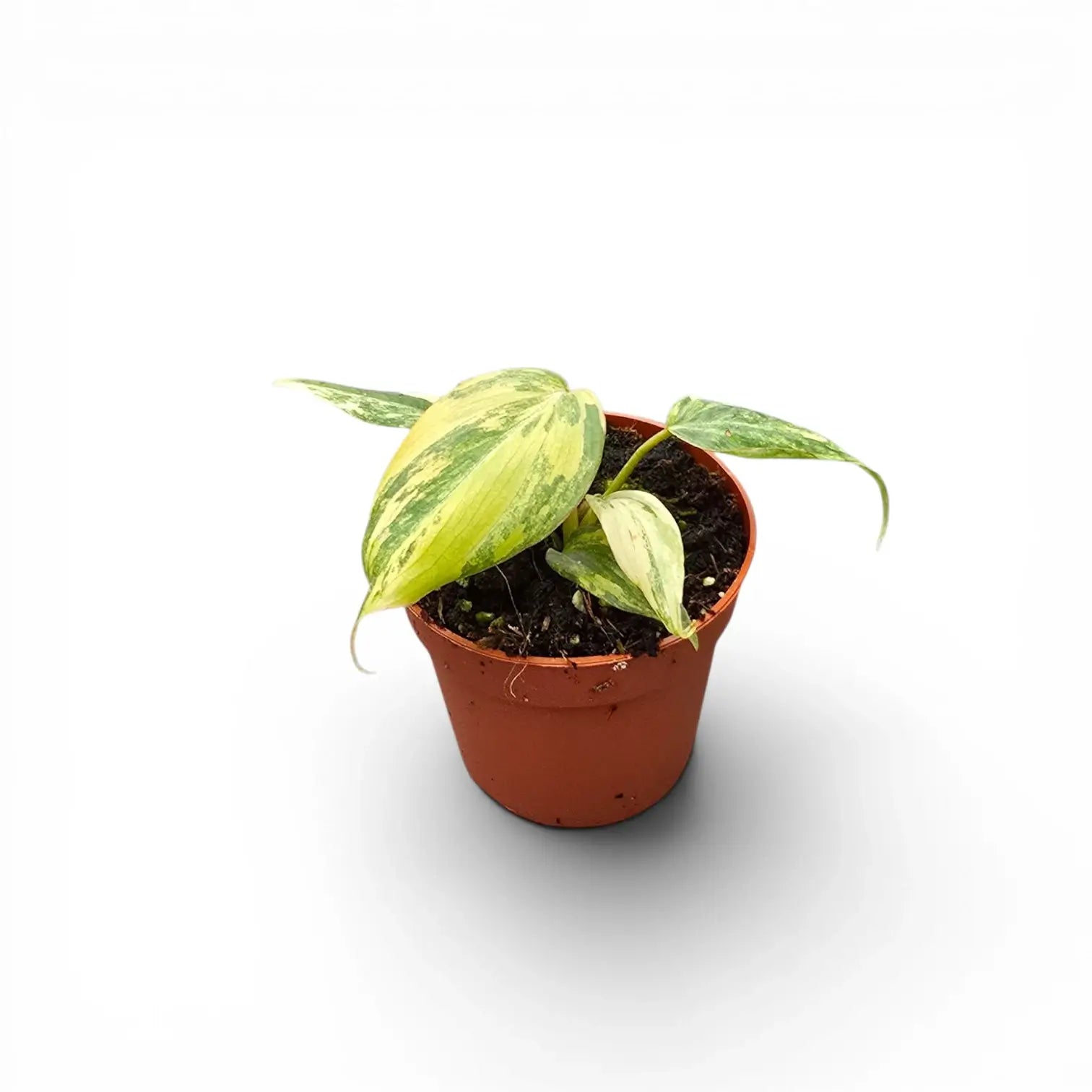 Philodendron gloriosum variegata als Topfpflanze im Kulturtopf vor weißem Hintergrund.