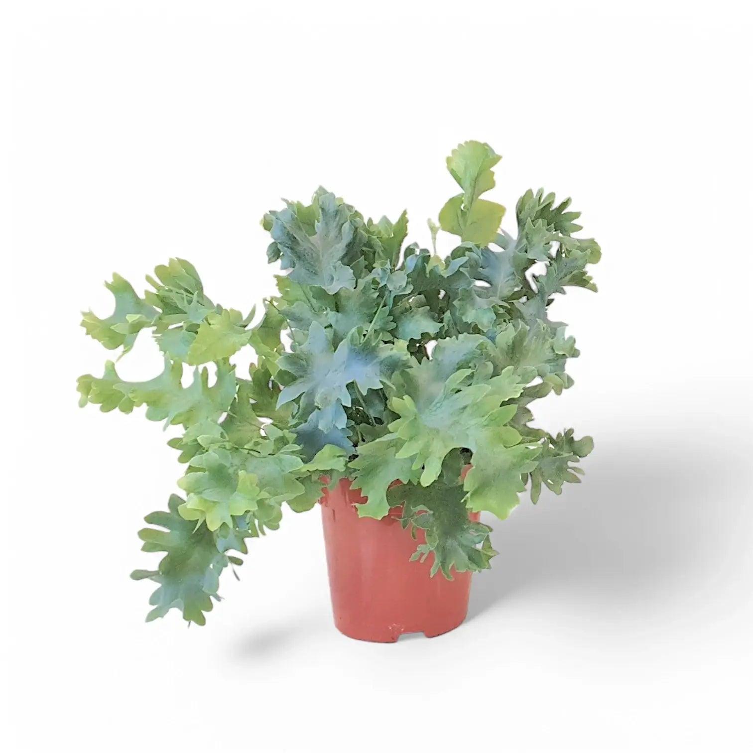 Phlebodium aureum 'Davana' Zimmerpflanze im Anzuchttopf vor weißem Hintergrund, Produktfoto 2.