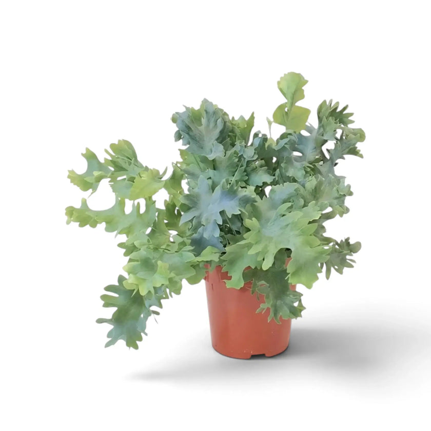 Phlebodium aureum ‘Davana’, mittelgroßer Goldtüpfelfarn mit welligen, gekräuselten Wedeln, die von einem kompakten Zentrum nach außen wachsen