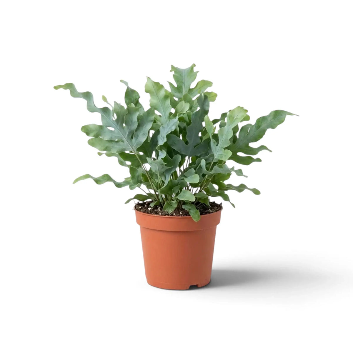 Phlebodium aureum ‘Davana’, mittelgroßer Goldtüpfelfarn mit blaugrünen Wedeln und stark gekräuselten Lappen