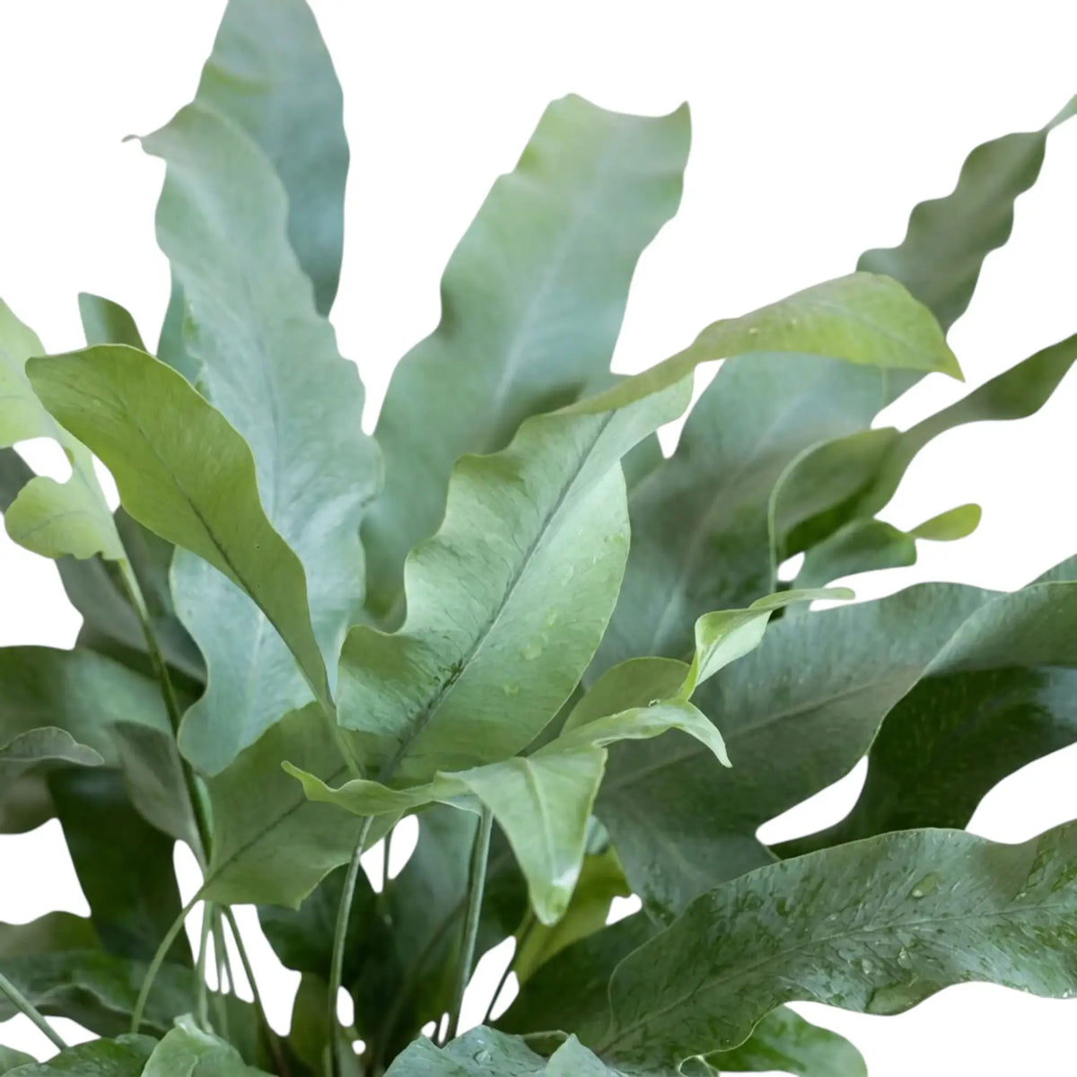 Close-up of Phlebodium aureum fronds with deep lobes and gently rippled blue-green surfaces.