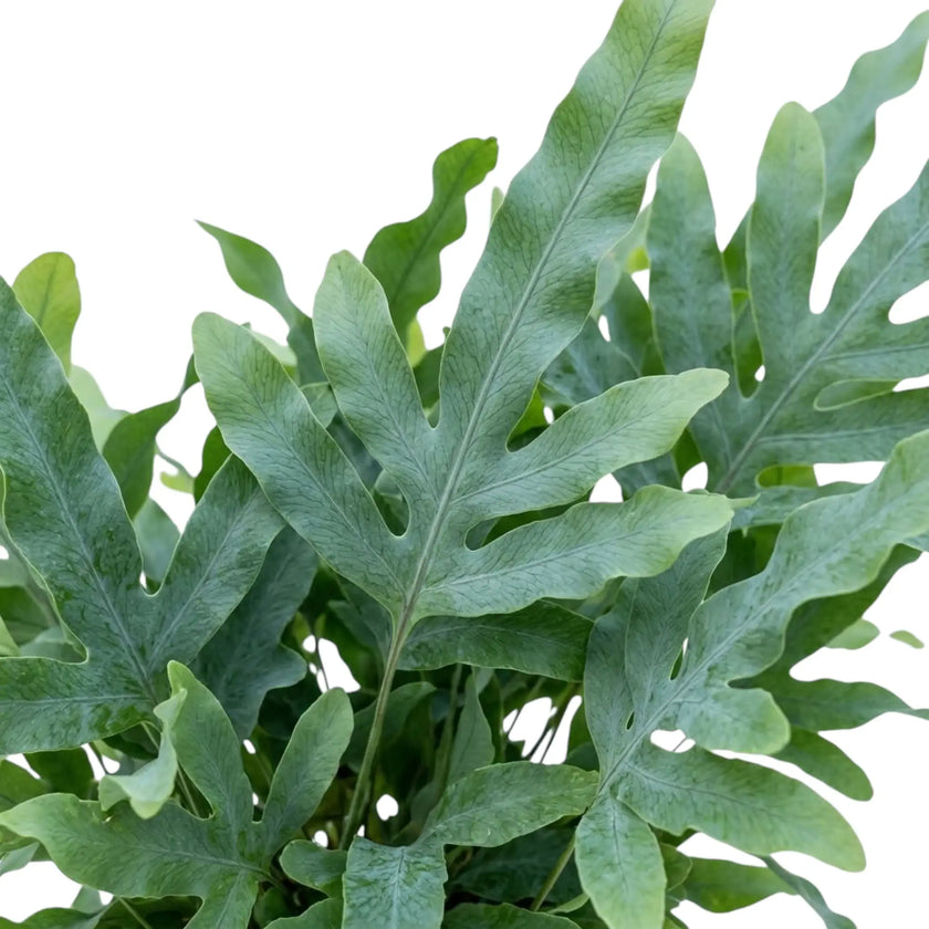 Close-up of a deeply lobed Phlebodium aureum frond with blue-green colouring and fine branching veins.