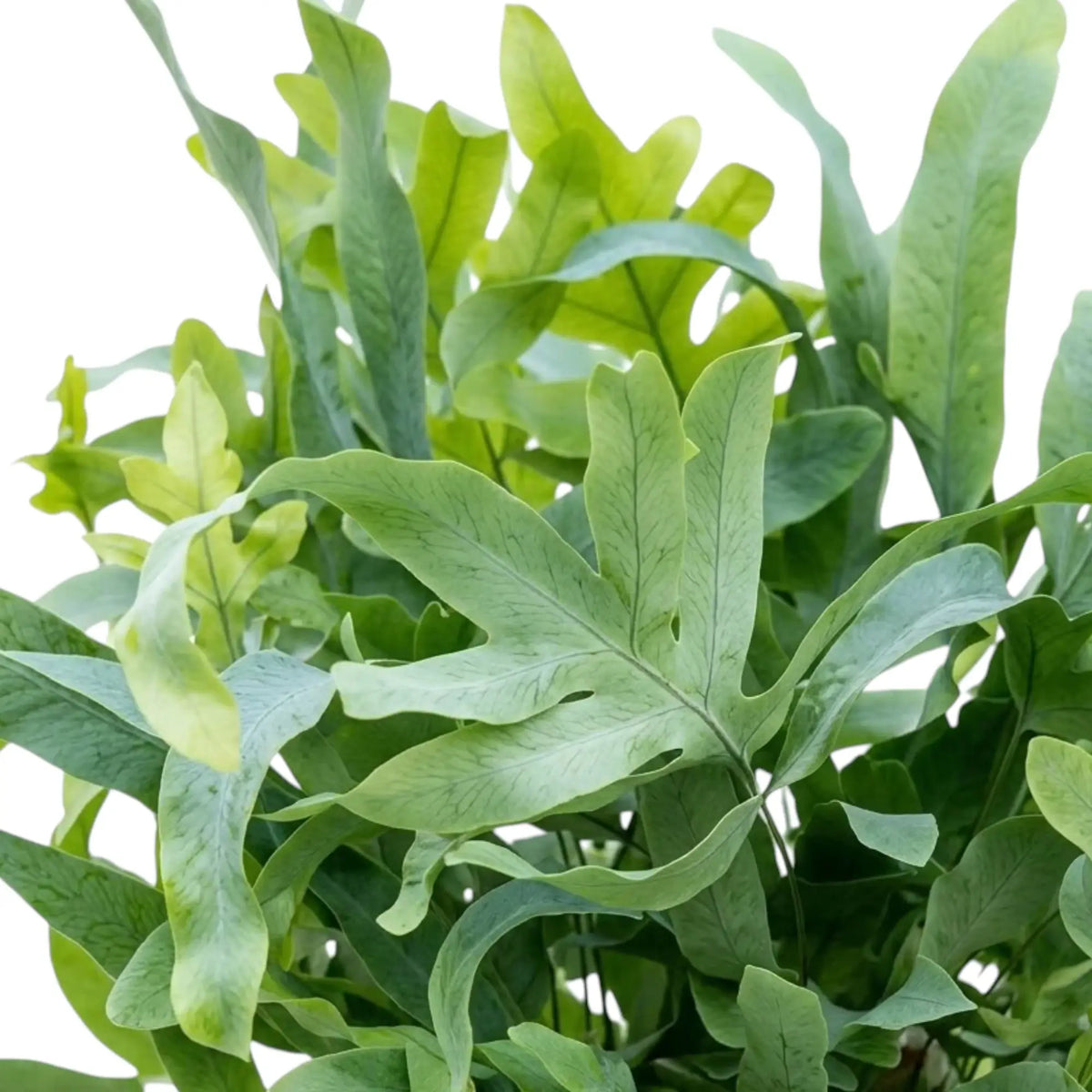 Close-up of a pale green, lobed Phlebodium aureum frond with fine branching veins.