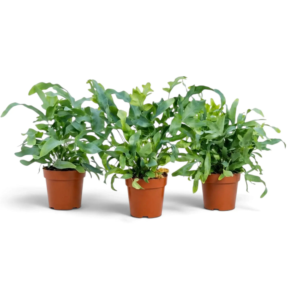 Three Phlebodium aureum plants with dense upright and arching fronds in separate nursery pots.