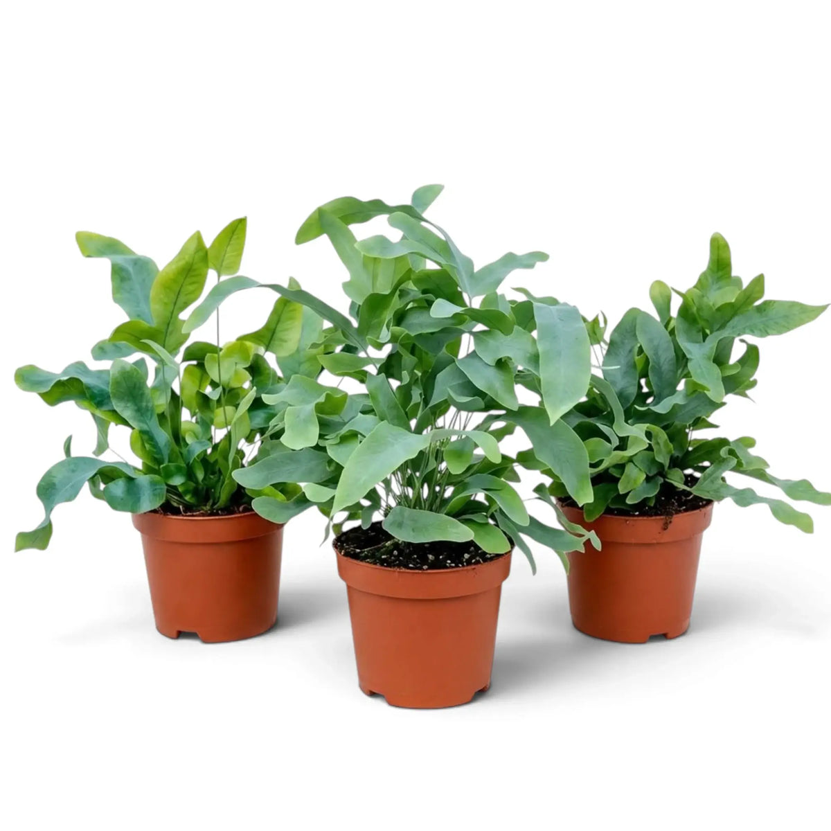Three Phlebodium aureum plants with lobed blue-green fronds in separate nursery pots.