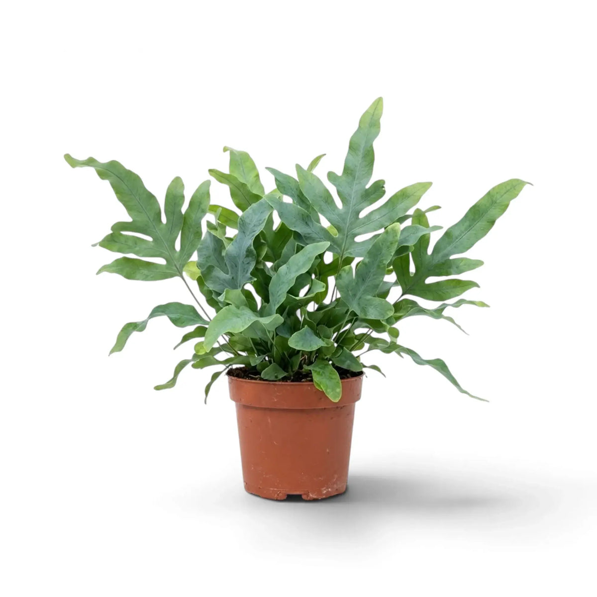 Potted Phlebodium aureum with deeply lobed blue-green fronds spreading out from the centre.
