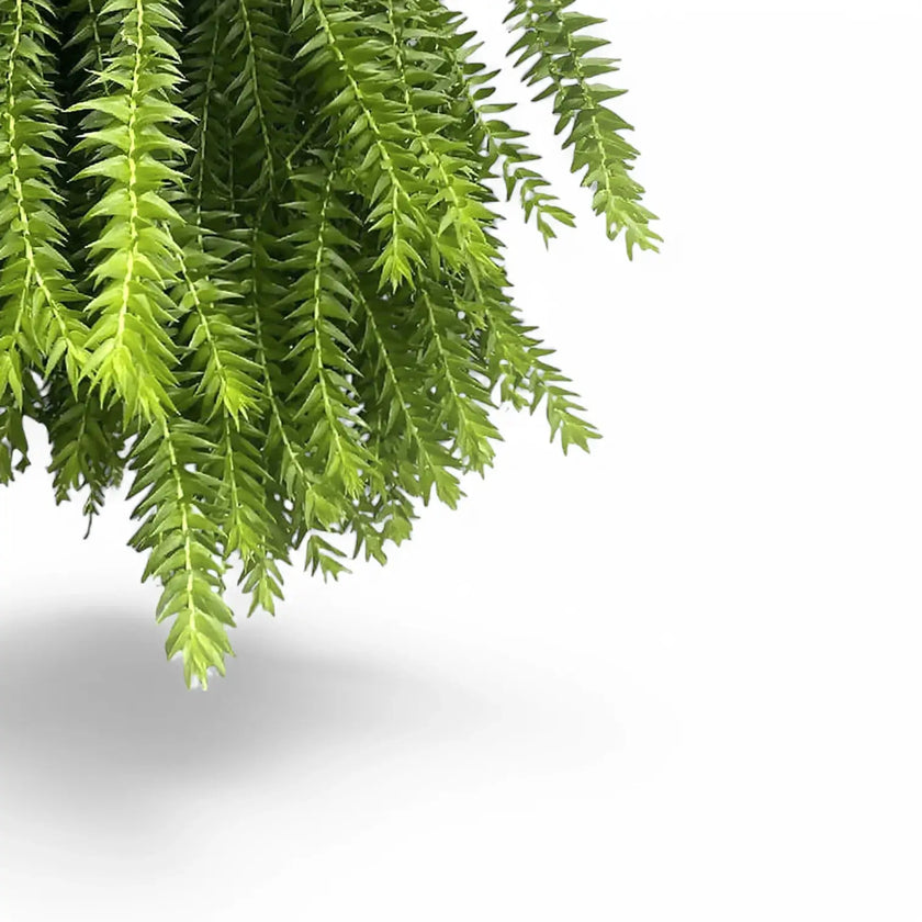 Phlegmariurus (Huperzia) goebelii leaf detail on white background.