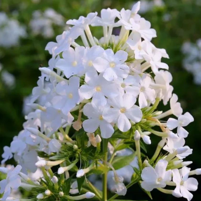 Phlox paniculata 'David' plant detail.