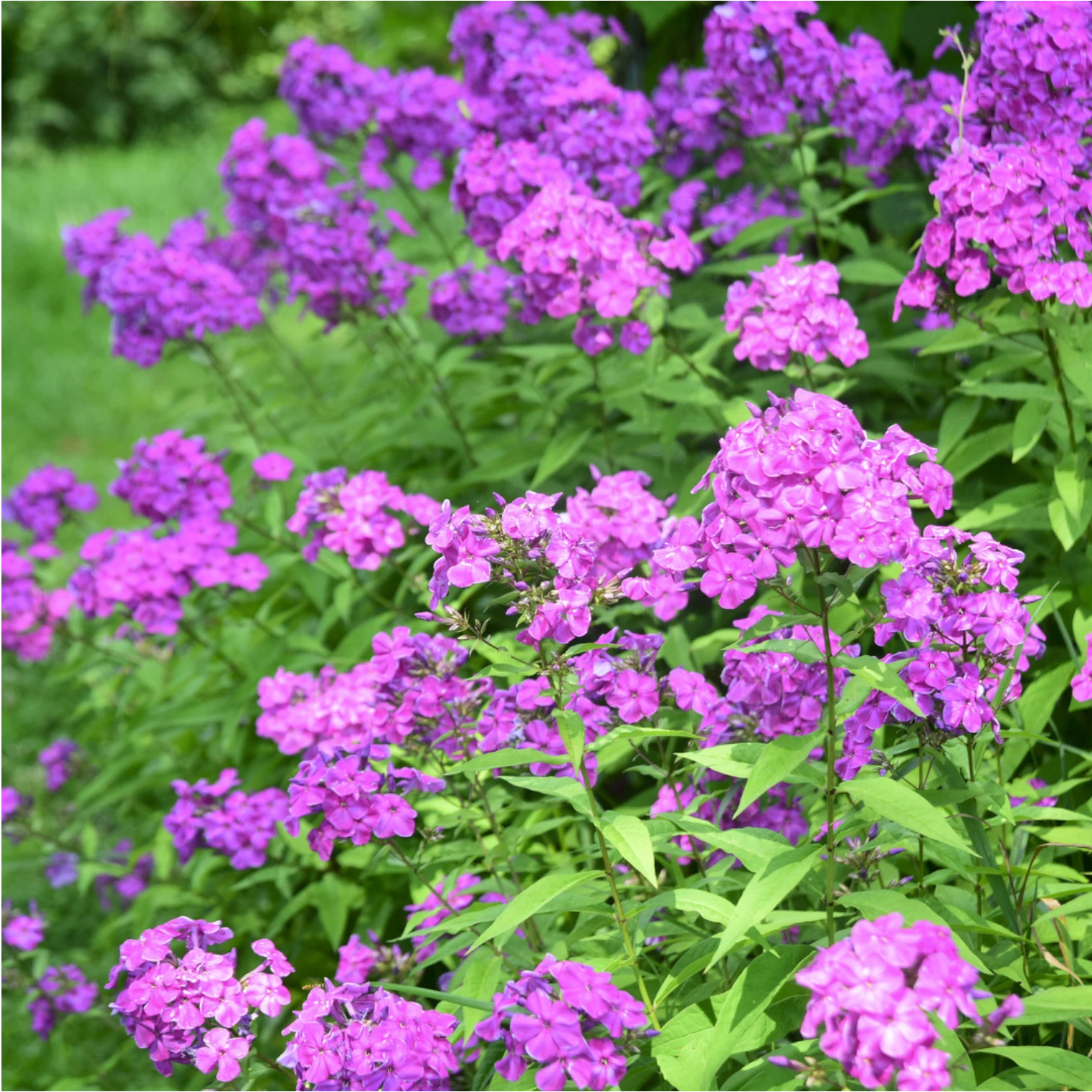 Phlox paniculata 'Laura' detail shot.