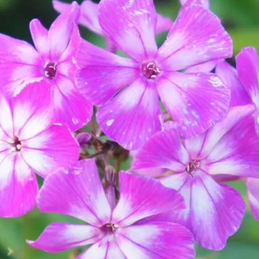 Phlox paniculata 'Laura' plant detail.