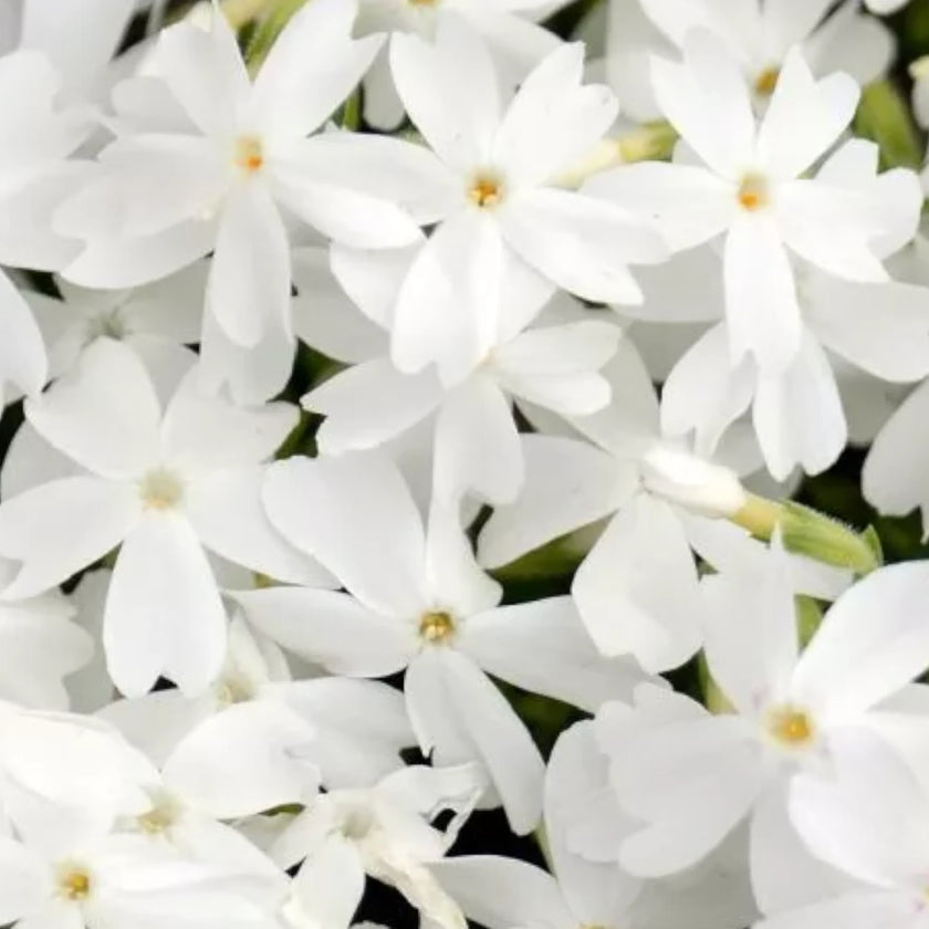 Phlox subulata 'Fabulous White' close-up detail.