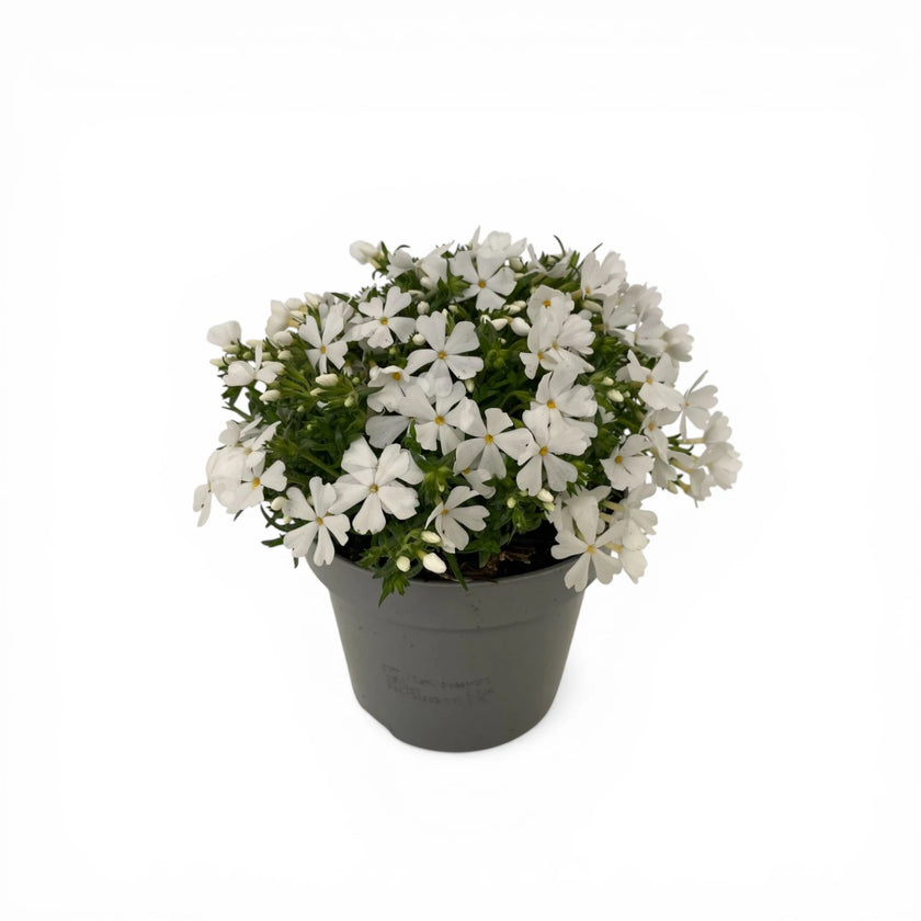 Phlox subulata 'Fabulous White' plant detail.