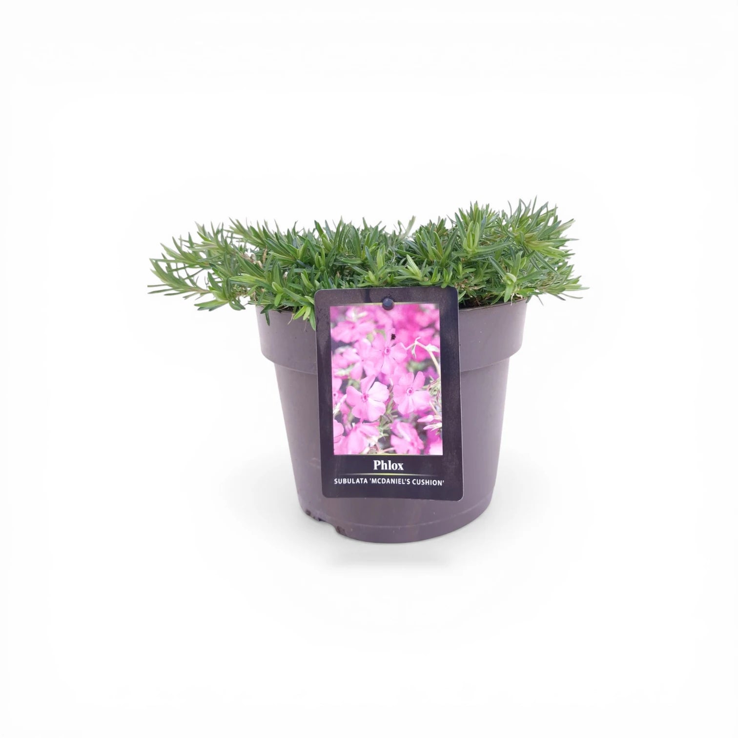 Phlox subulata 'MacDaniel's Cushion' detail shot.