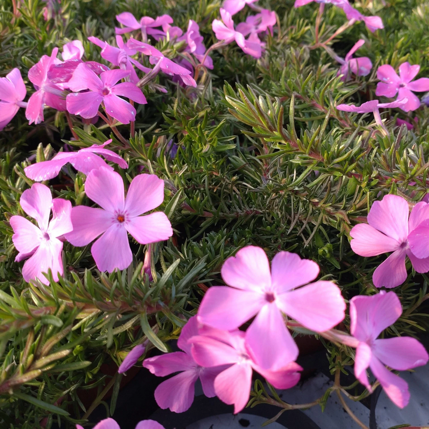 Phlox subulata 'MacDaniel's Cushion' detail shot.