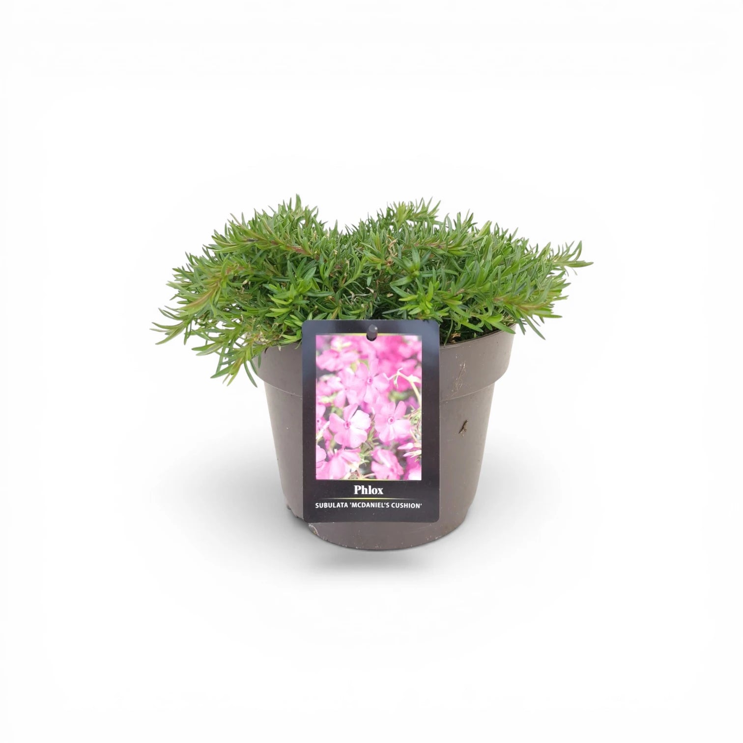 Phlox subulata 'MacDaniel's Cushion' close-up detail.