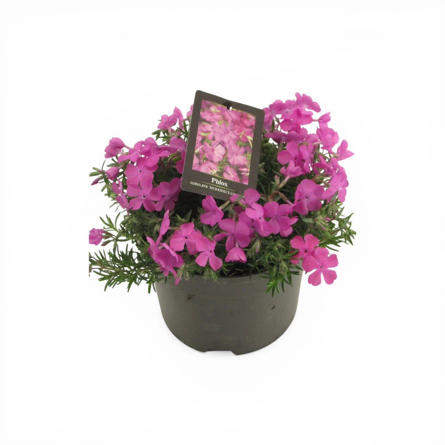 Phlox subulata 'MacDaniel's Cushion' plant detail.