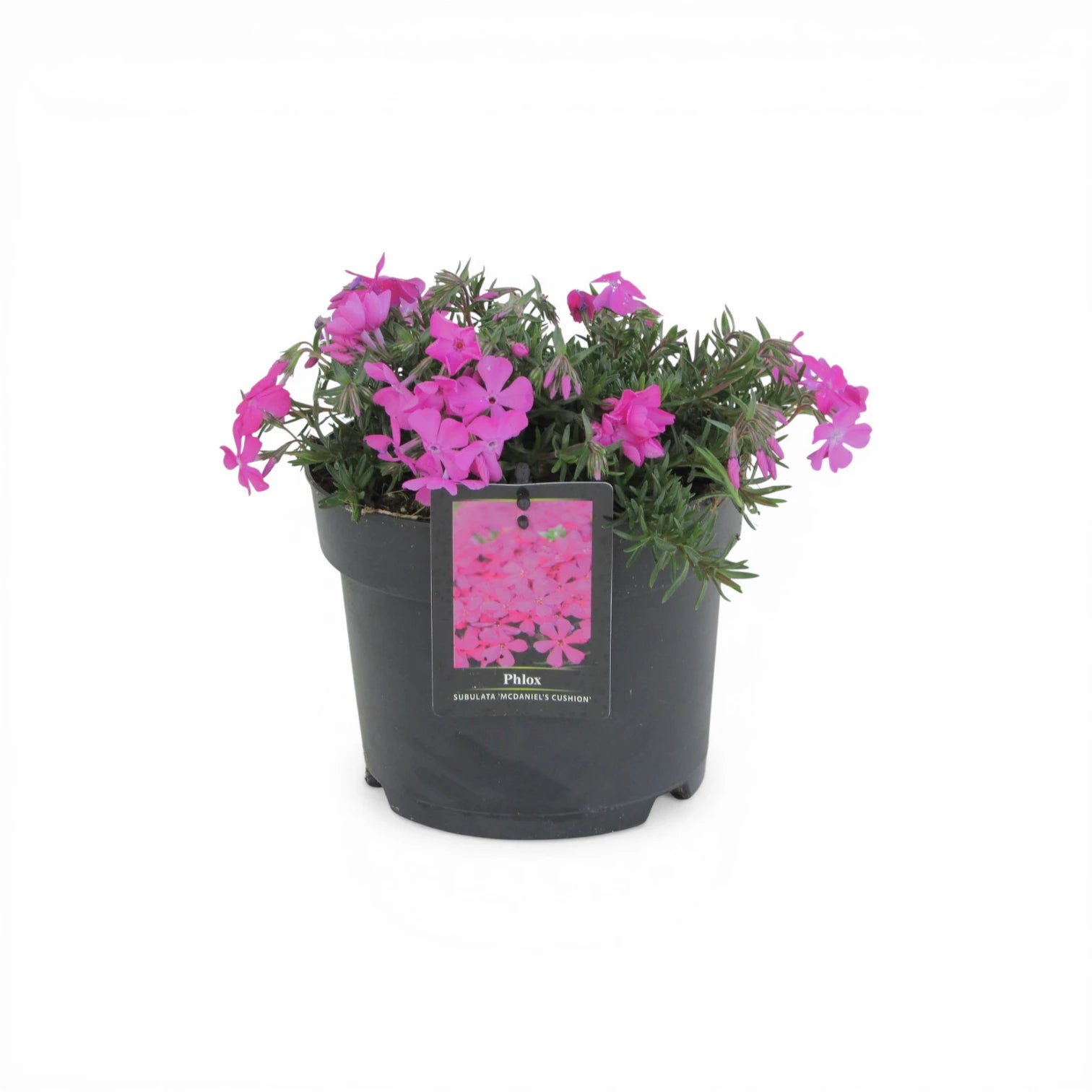 Phlox subulata 'MacDaniel's Cushion' plant detail.