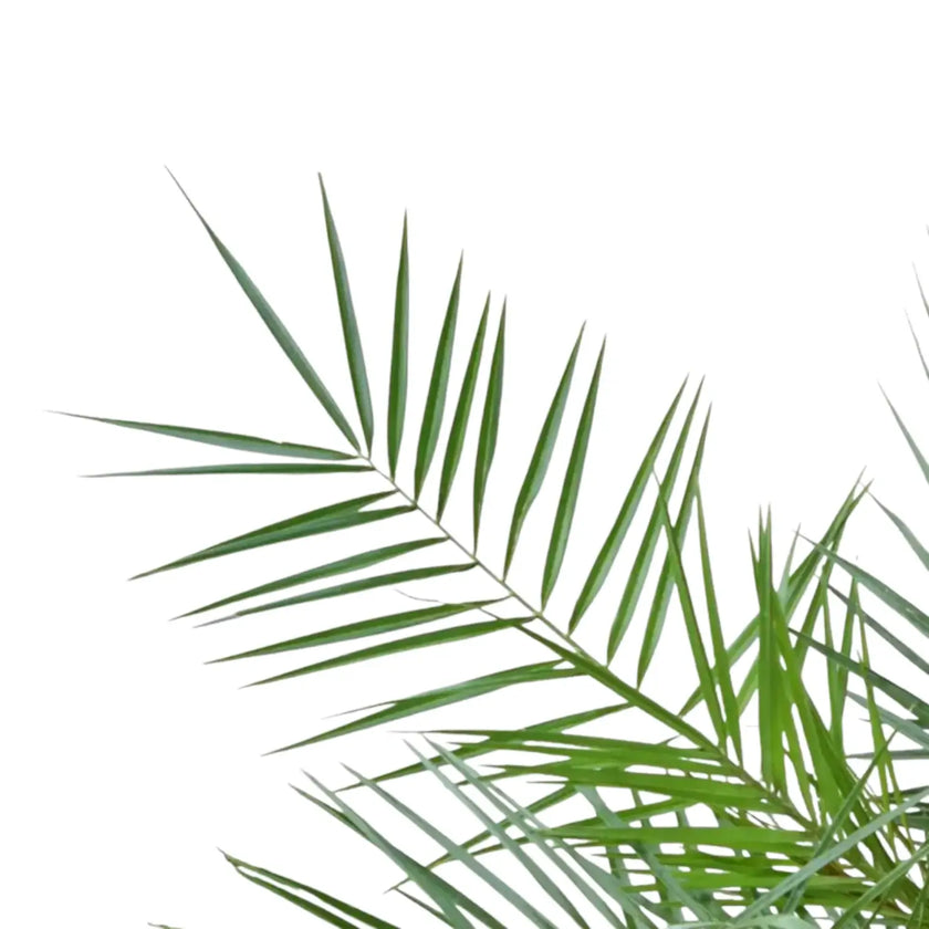 Nahaufnahme eines Wedels von Phoenix canariensis vor weißem Hintergrund.