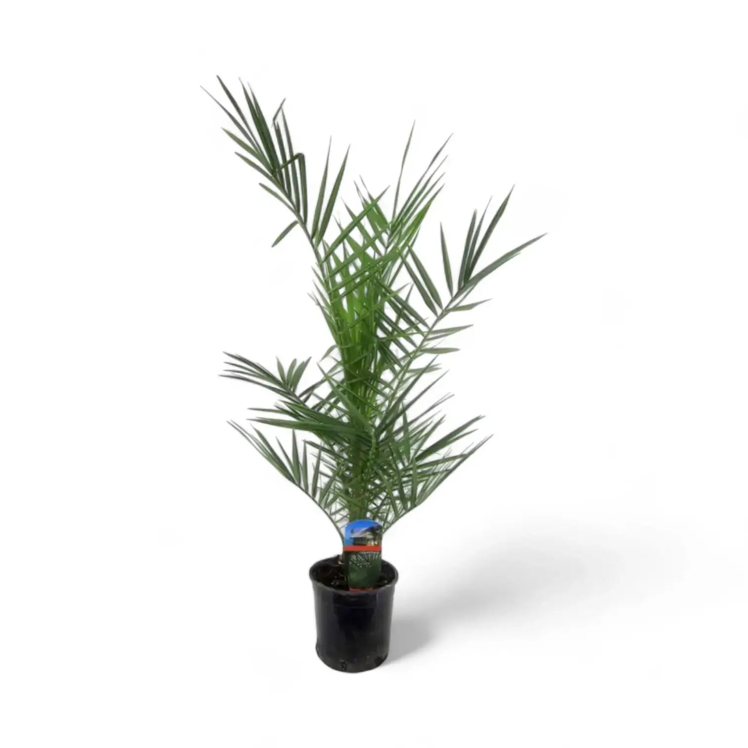Phoenix canariensis potted plant in nursery pot on white background.
