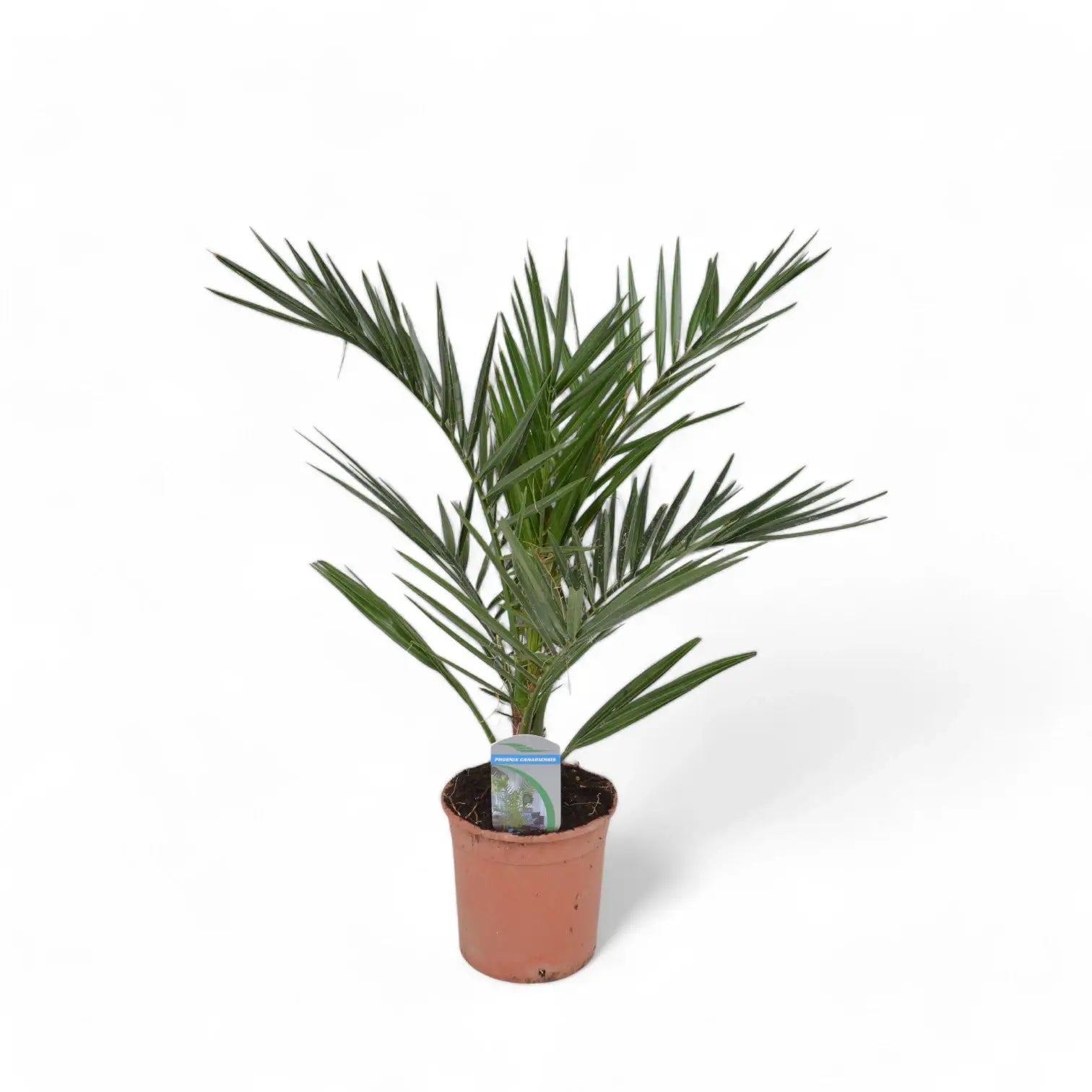 Phoenix canariensis potted plant in nursery pot on white background.
