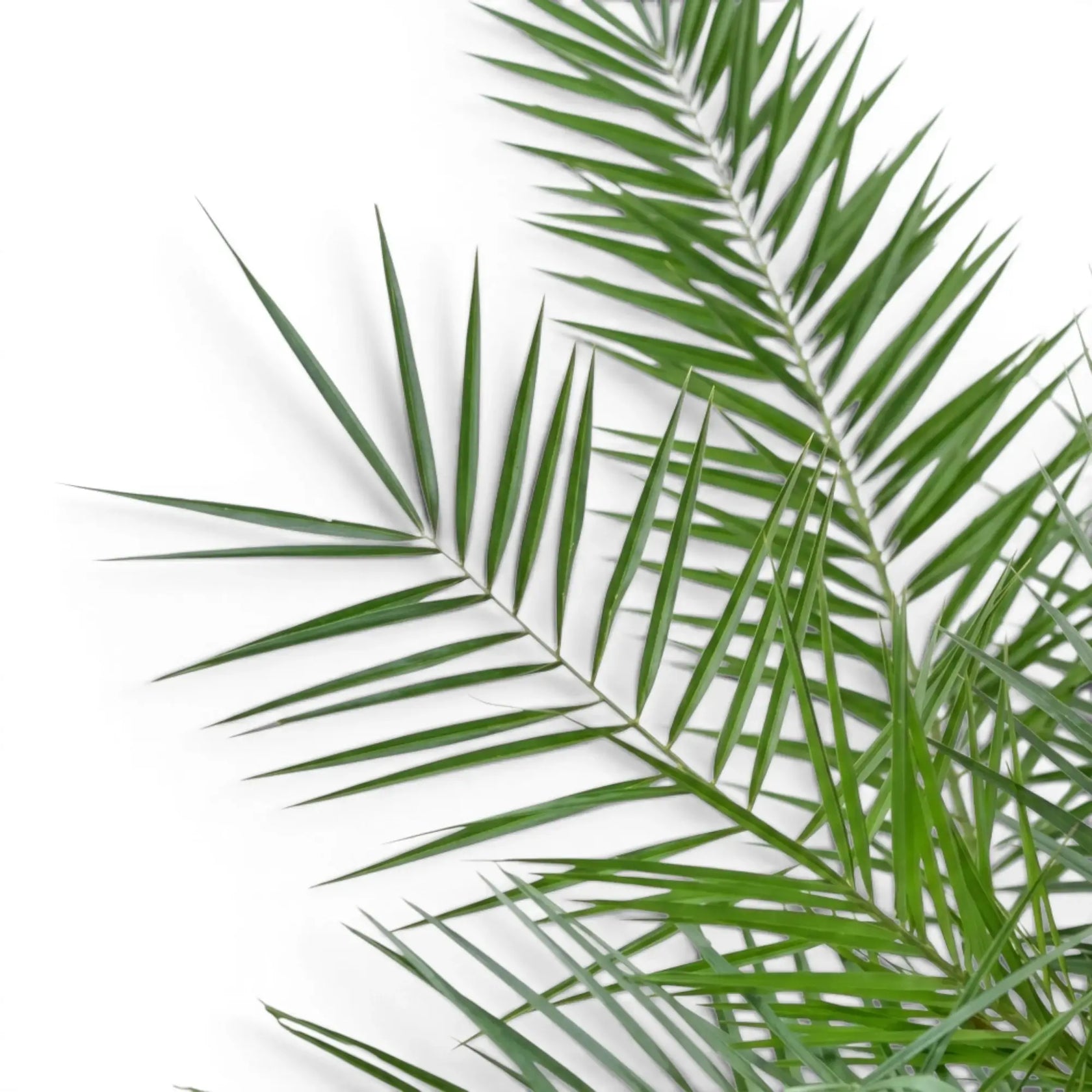 Phoenix canariensis, Kanarische Dattelpalme mit bogig überhängenden Wedeln in Nahaufnahme.