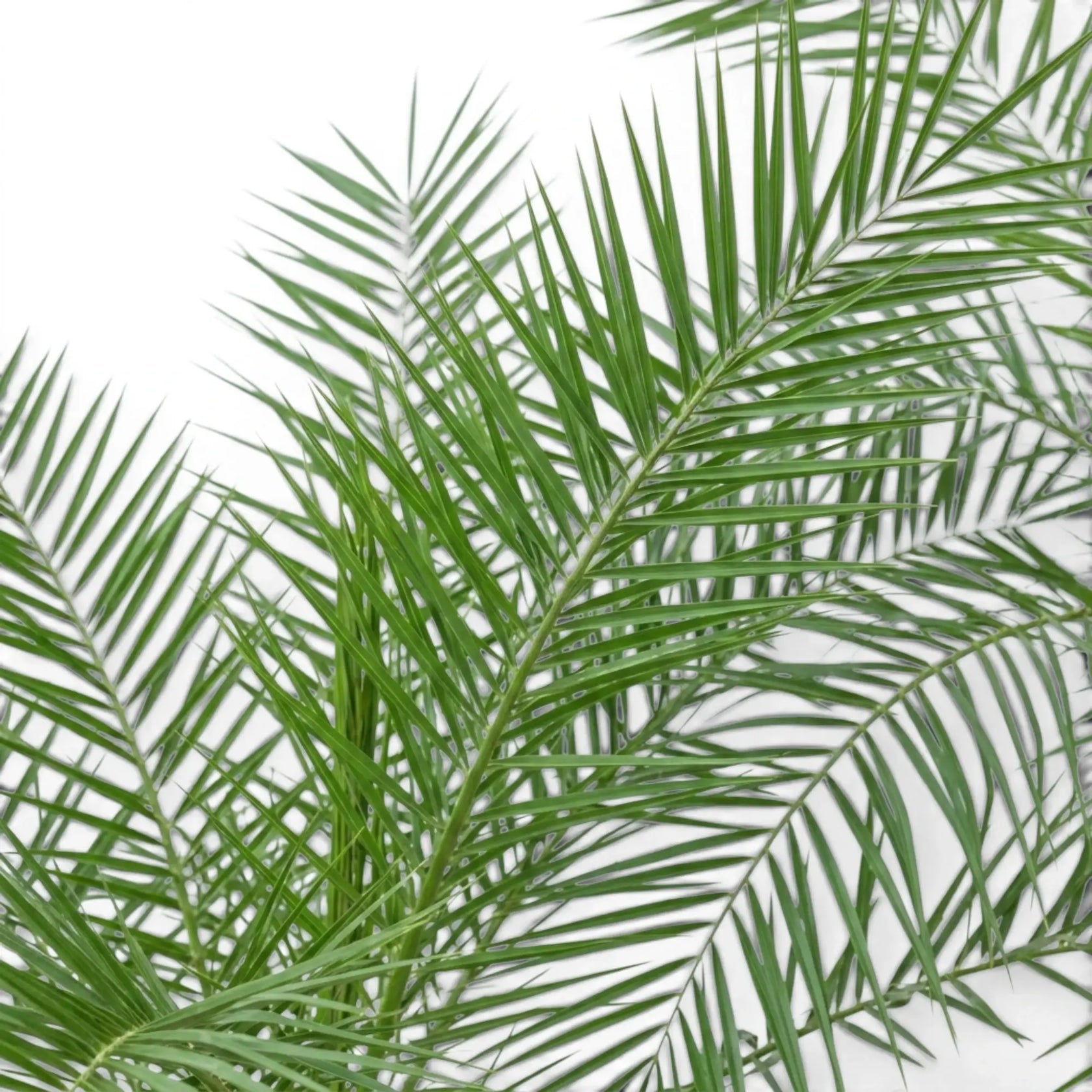 Phoenix canariensis, Kanarische Dattelpalme mit bogig überhängenden Wedeln in Nahaufnahme.