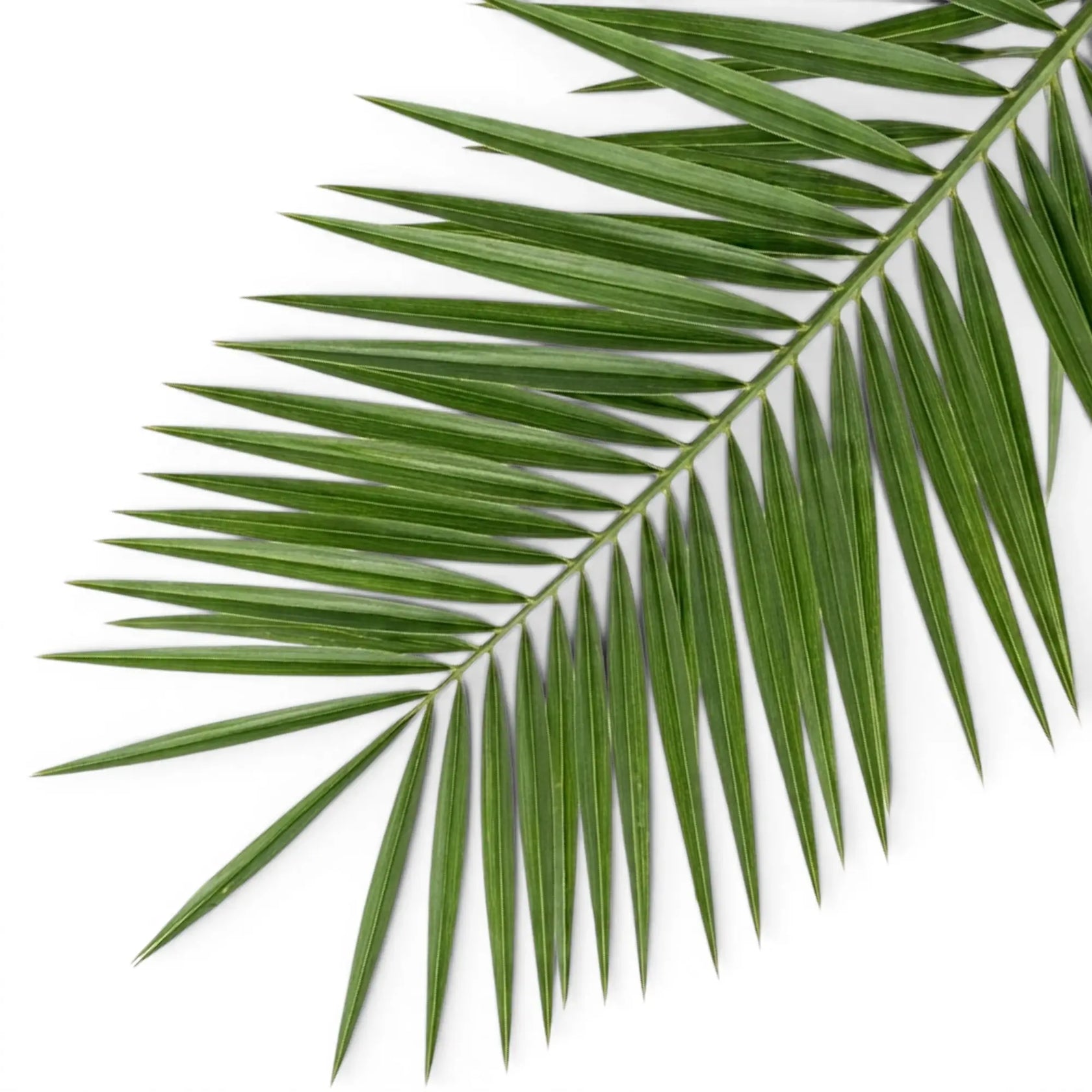 Phoenix canariensis, Kanarische Dattelpalme mit bogig überhängenden Wedeln in Nahaufnahme.