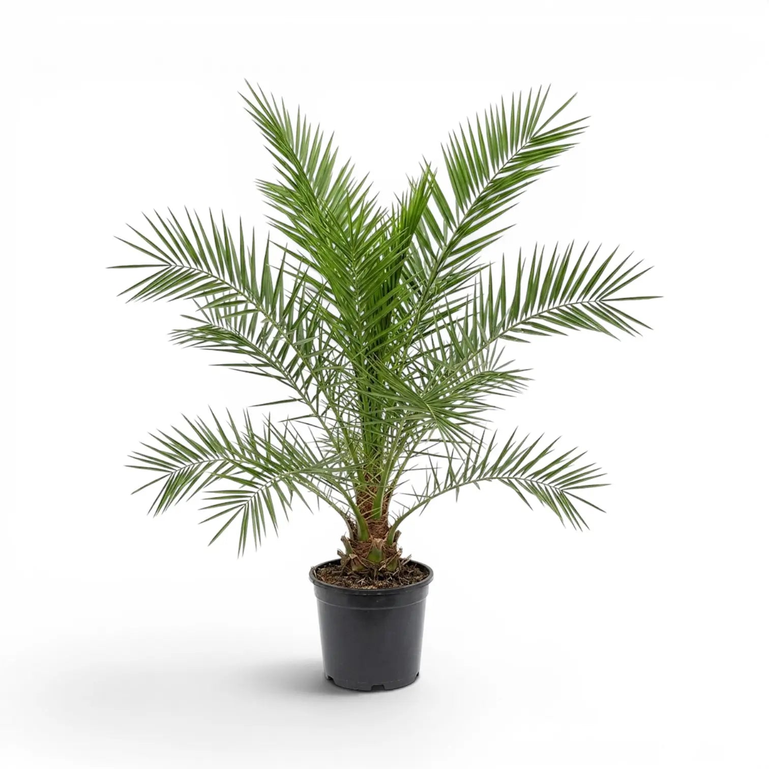 Phoenix canariensis, Kanarische Dattelpalme als große Pflanze im Kulturtopf.