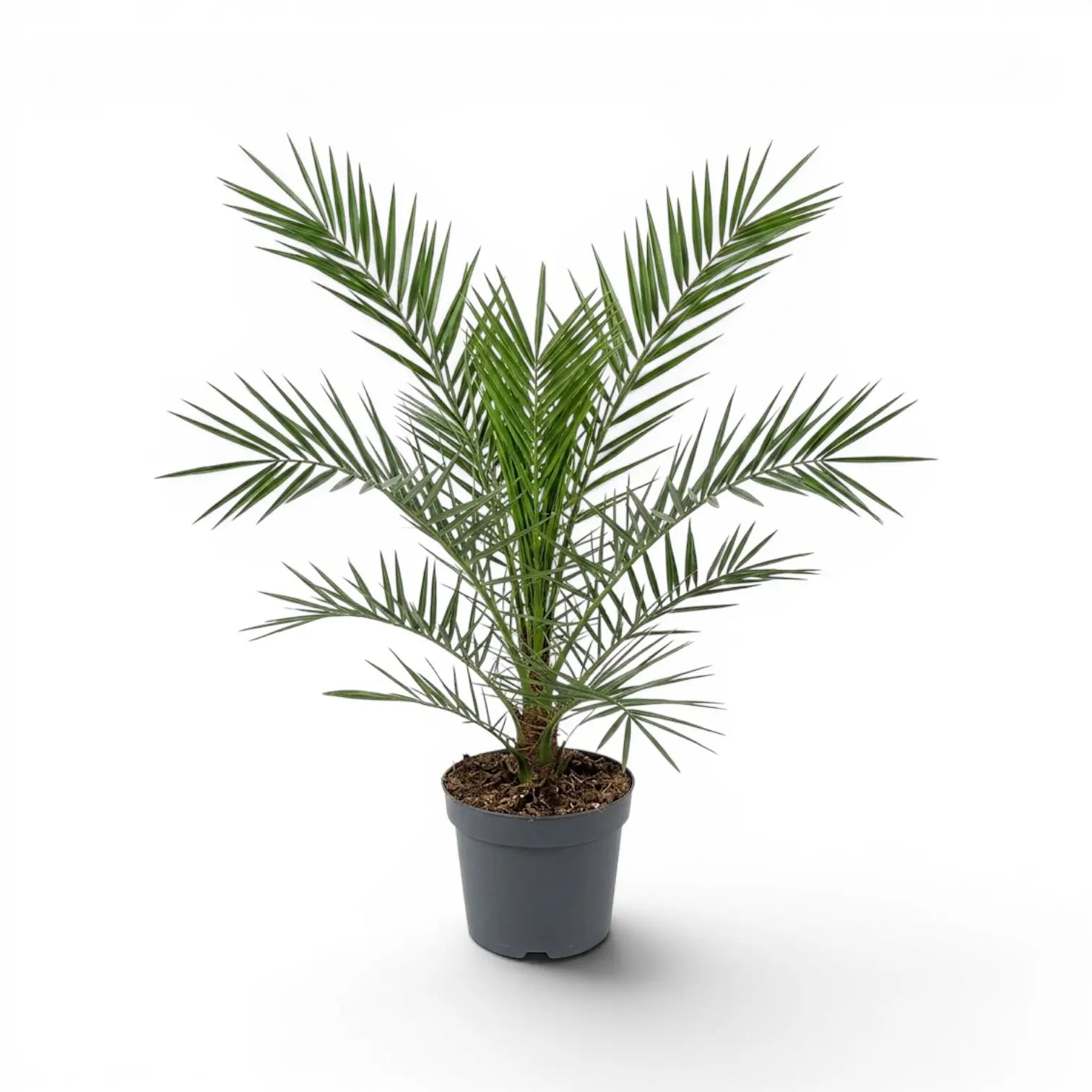 Phoenix canariensis, Kanarische Dattelpalme als mittelgroße Pflanze im Kulturtopf.