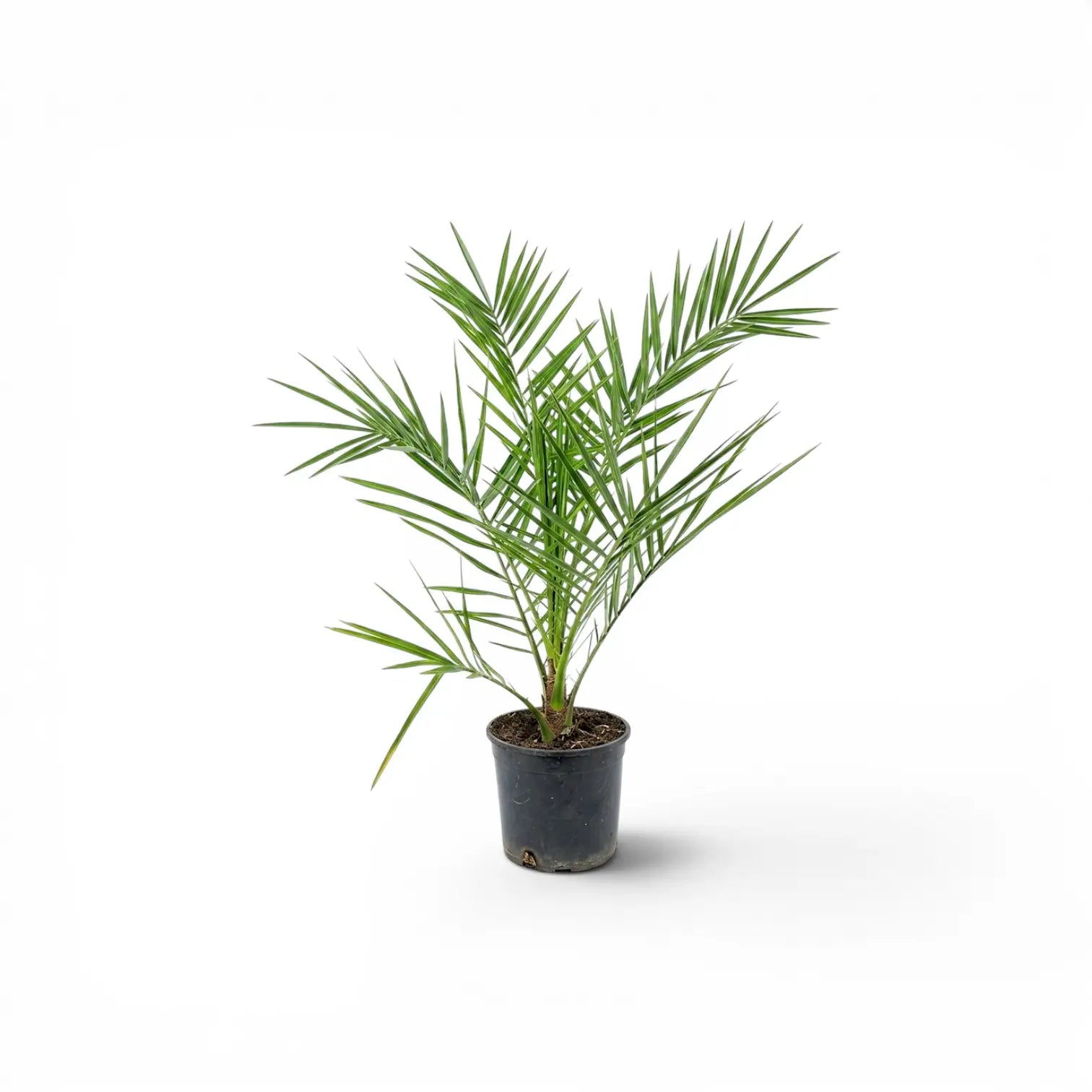 Phoenix canariensis, Kanarische Dattelpalme als kleine Pflanze im Kulturtopf.