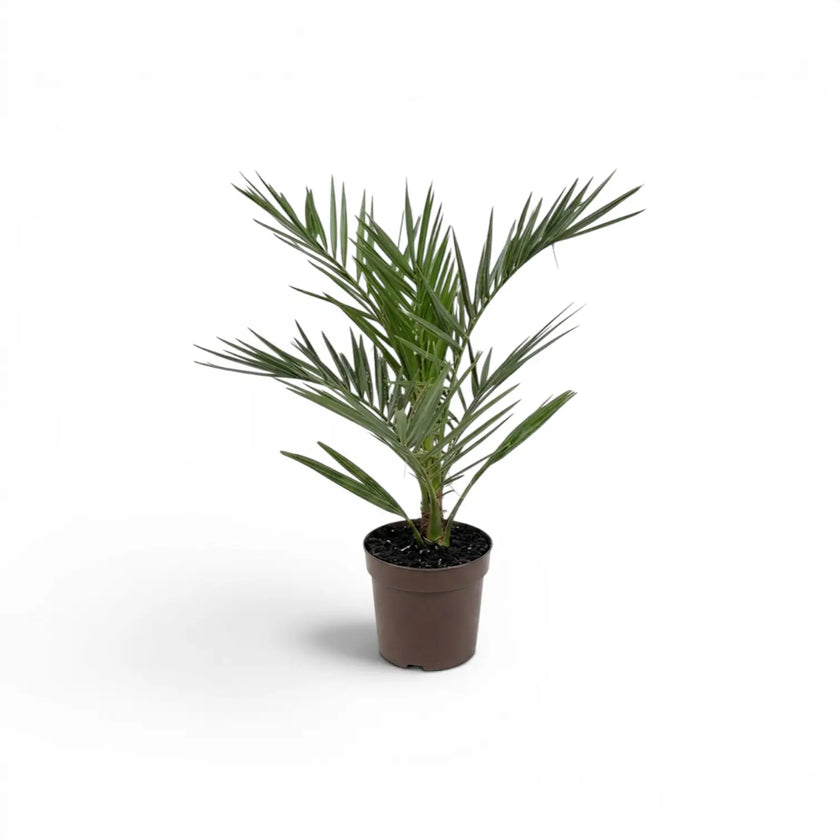 Phoenix canariensis, Kanarische Dattelpalme als kleine Pflanze im Kulturtopf.